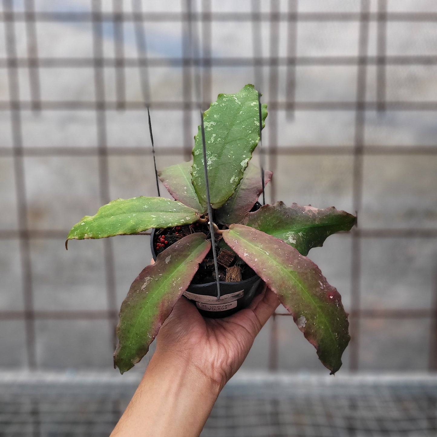 Hoya Undulata VN-504 - Indonesian Rare Plants