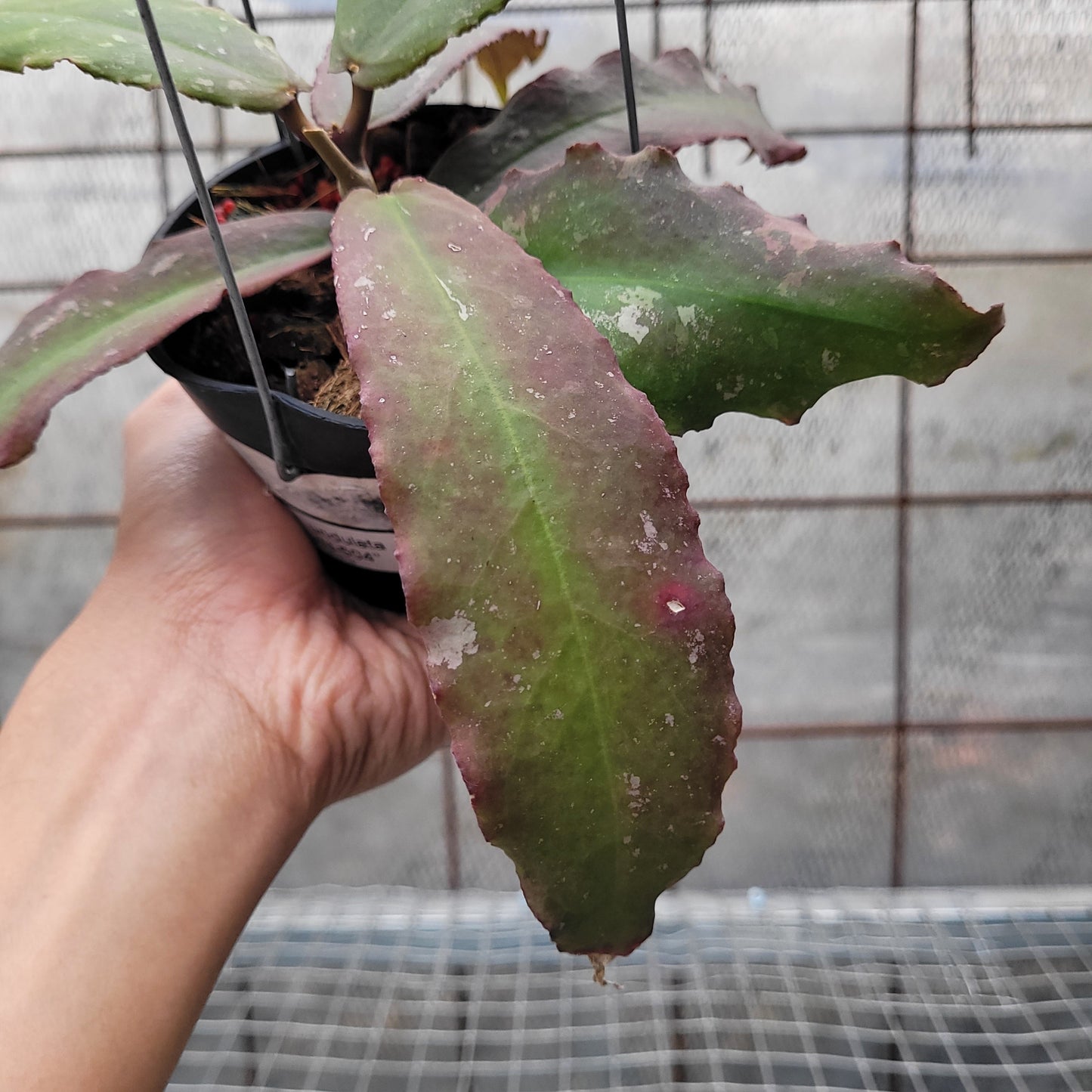 Hoya Undulata VN-504