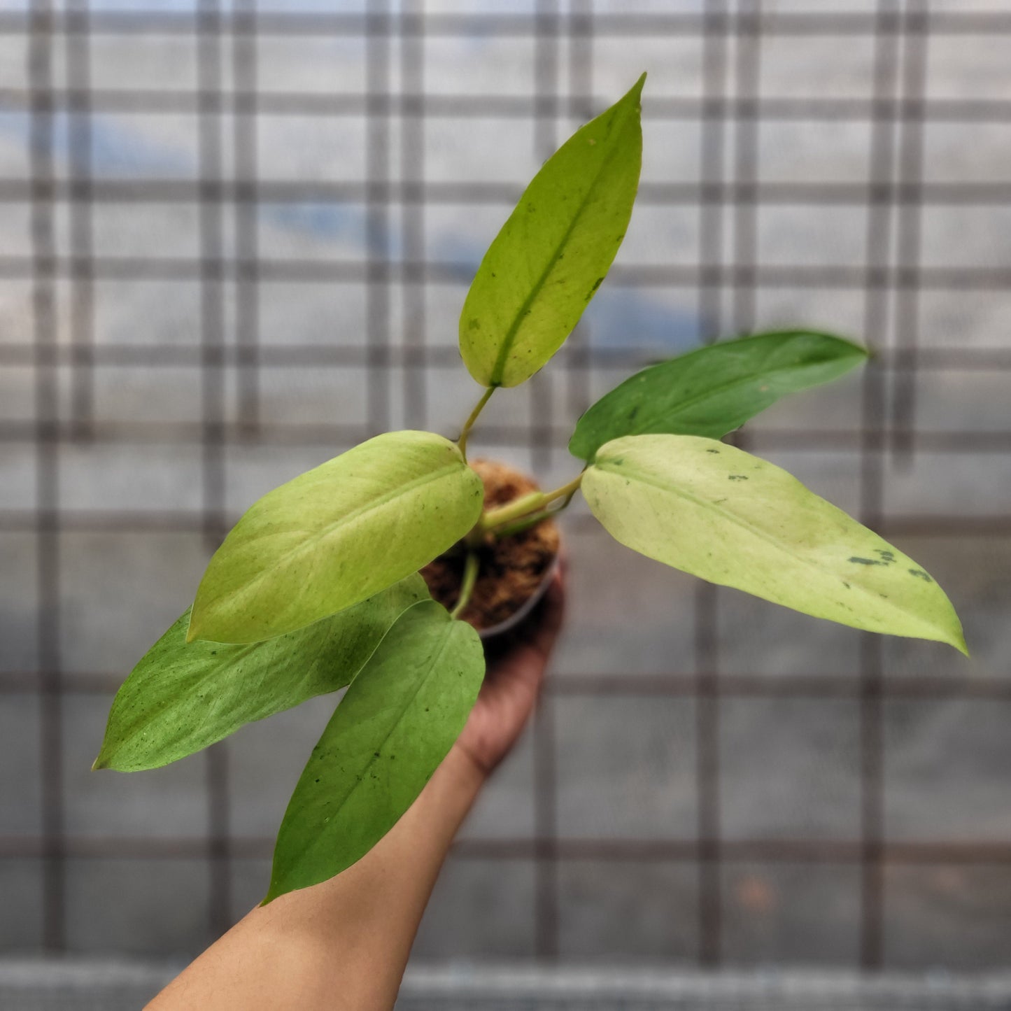 Philodendron Whipple Way Variegated - Indonesian Rare Plants