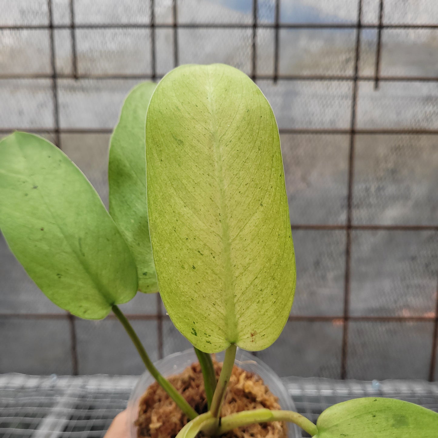 Philodendron Whipple Way Variegated
