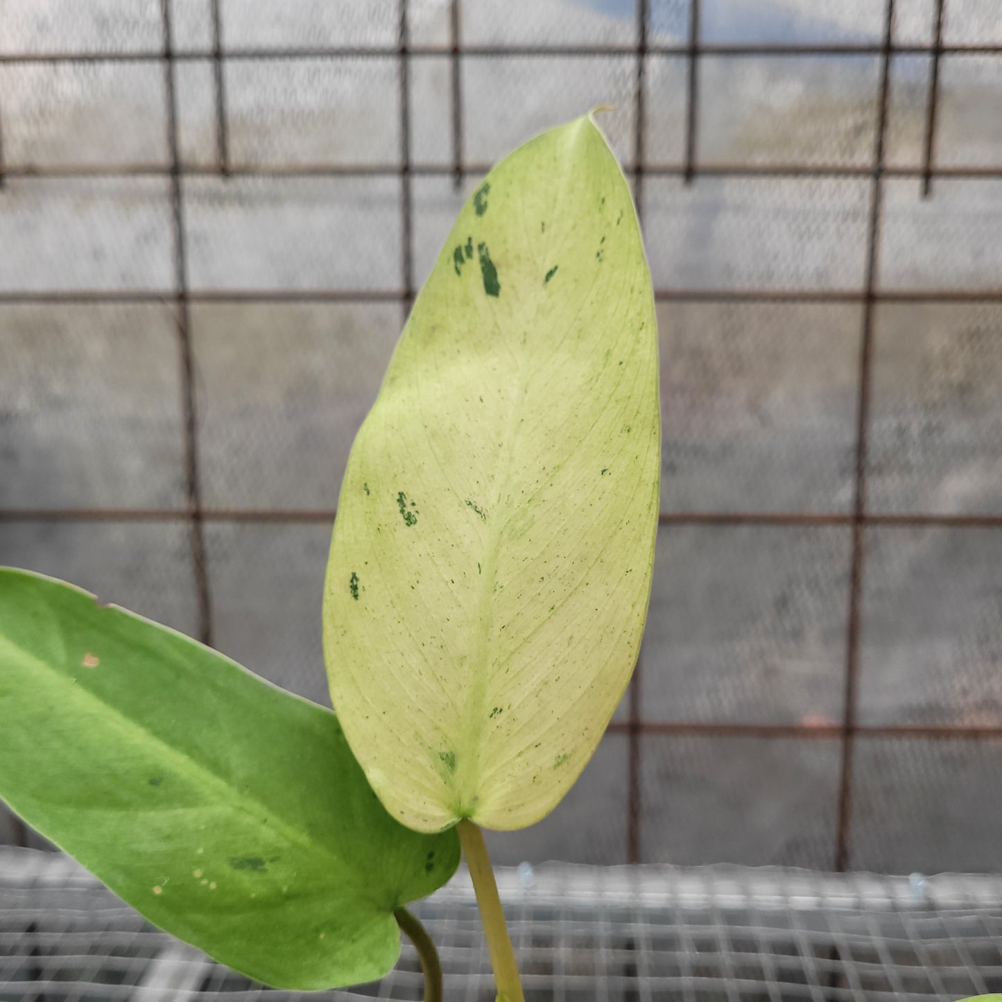 Philodendron Whipple Way Variegated