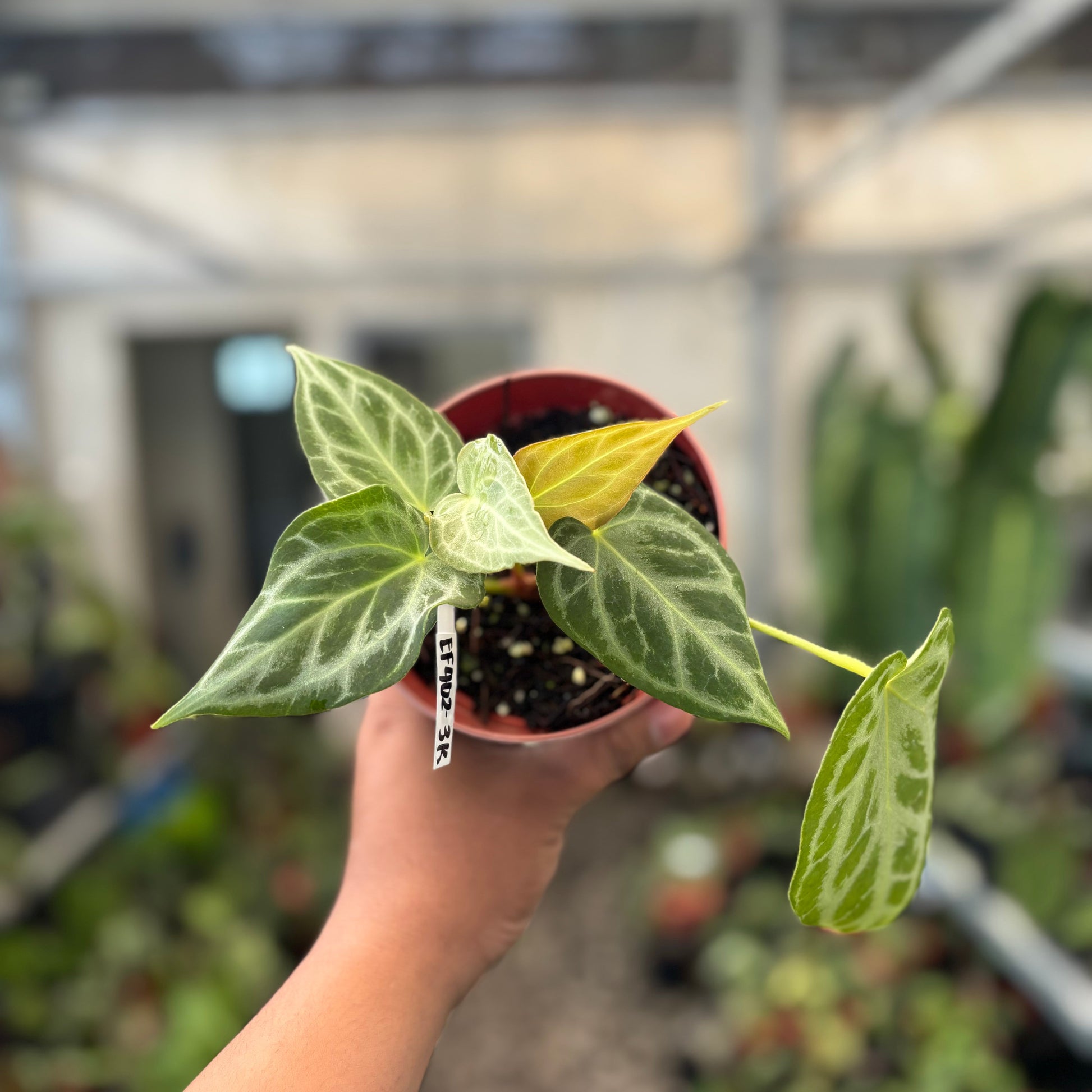 Anthurium Silver Tiger x Self — photo 6