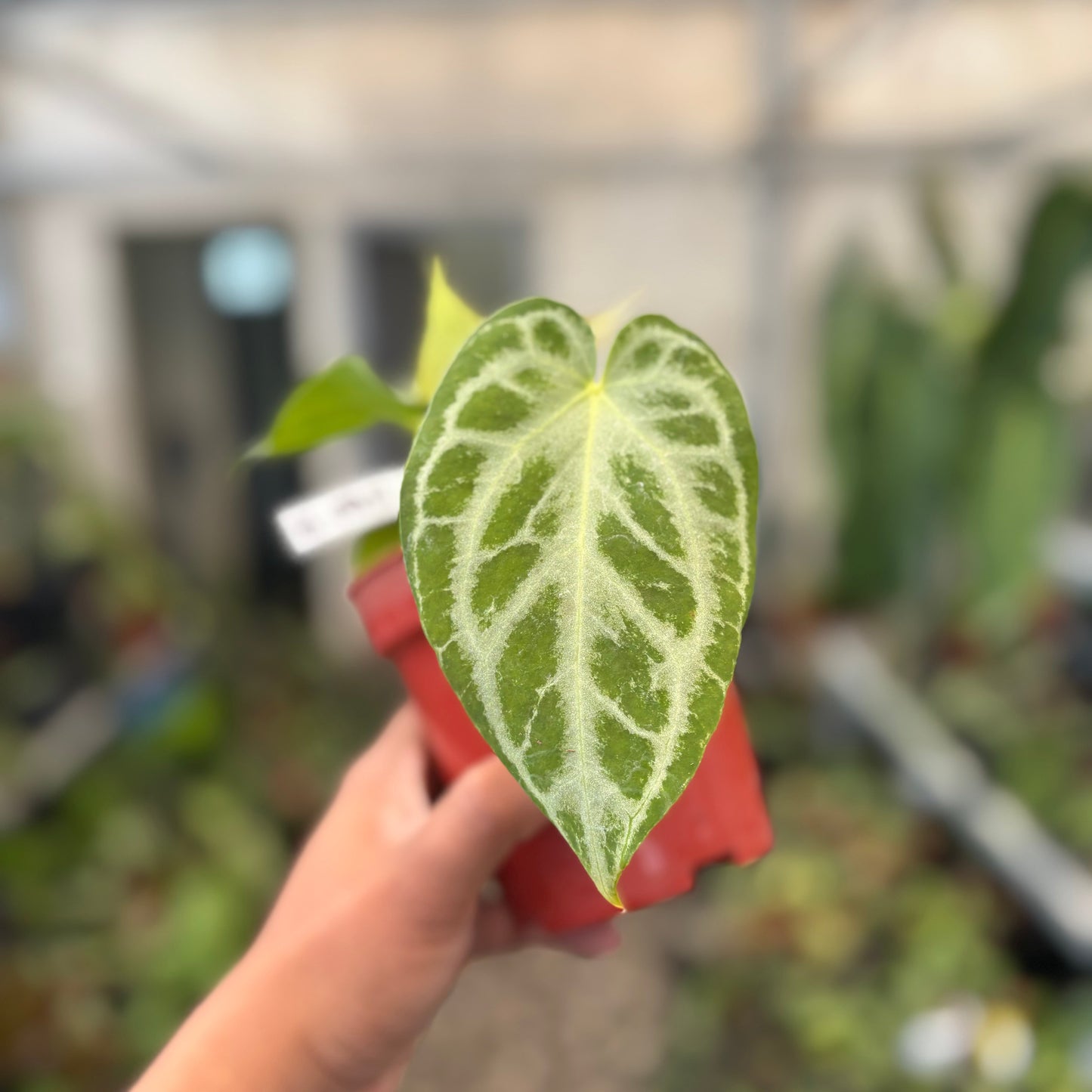 Anthurium Silver Tiger x Self — photo 2