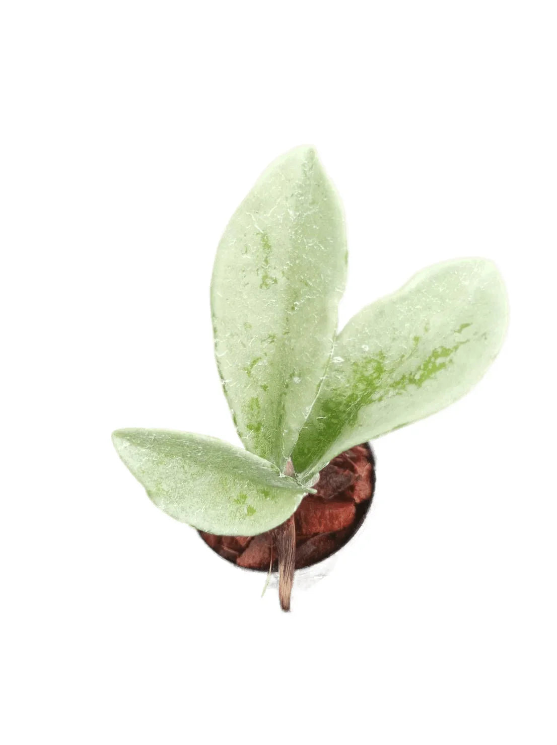 Hoya silver moon (small)
