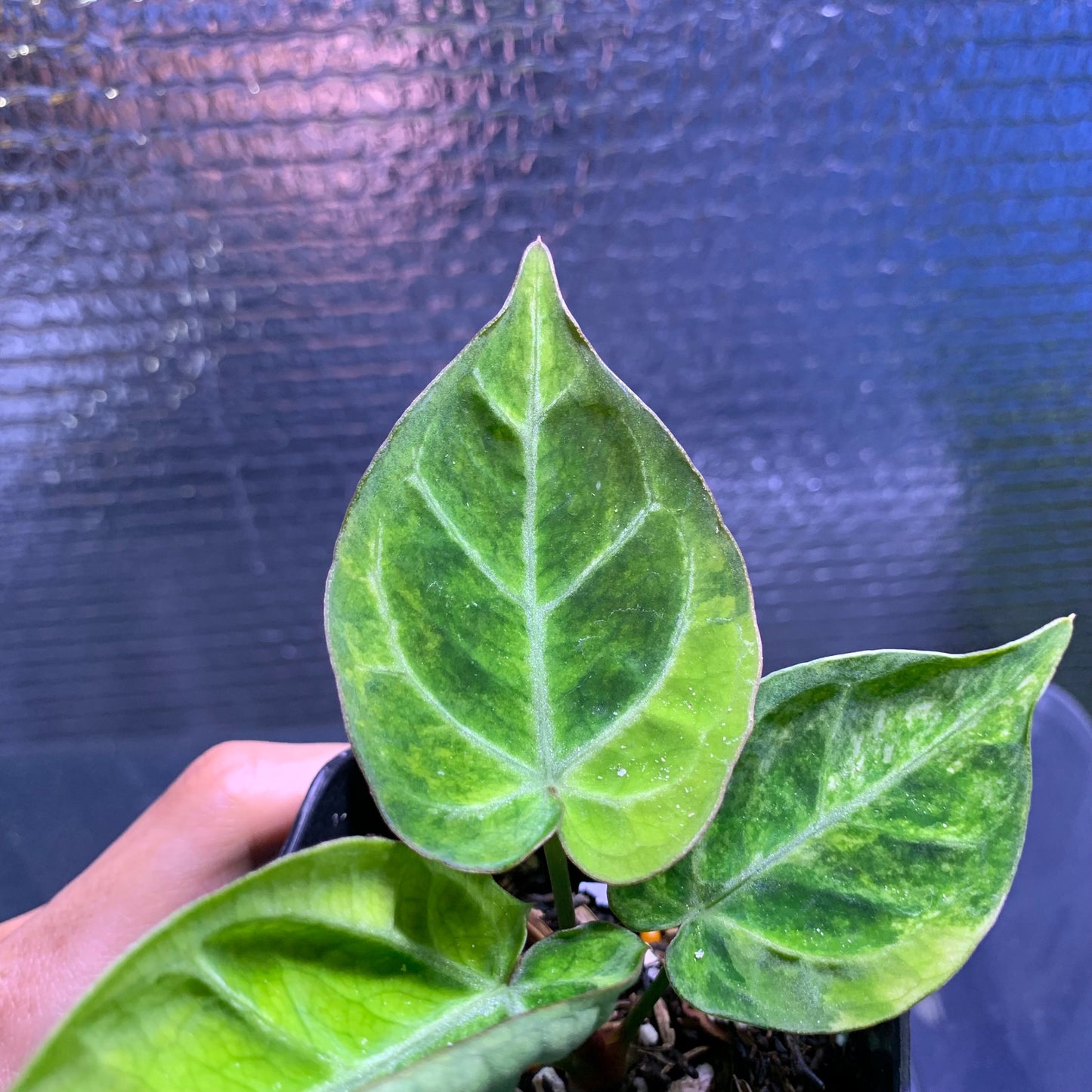 Anthurium Silver Blush x Domino Variegated — photo 2