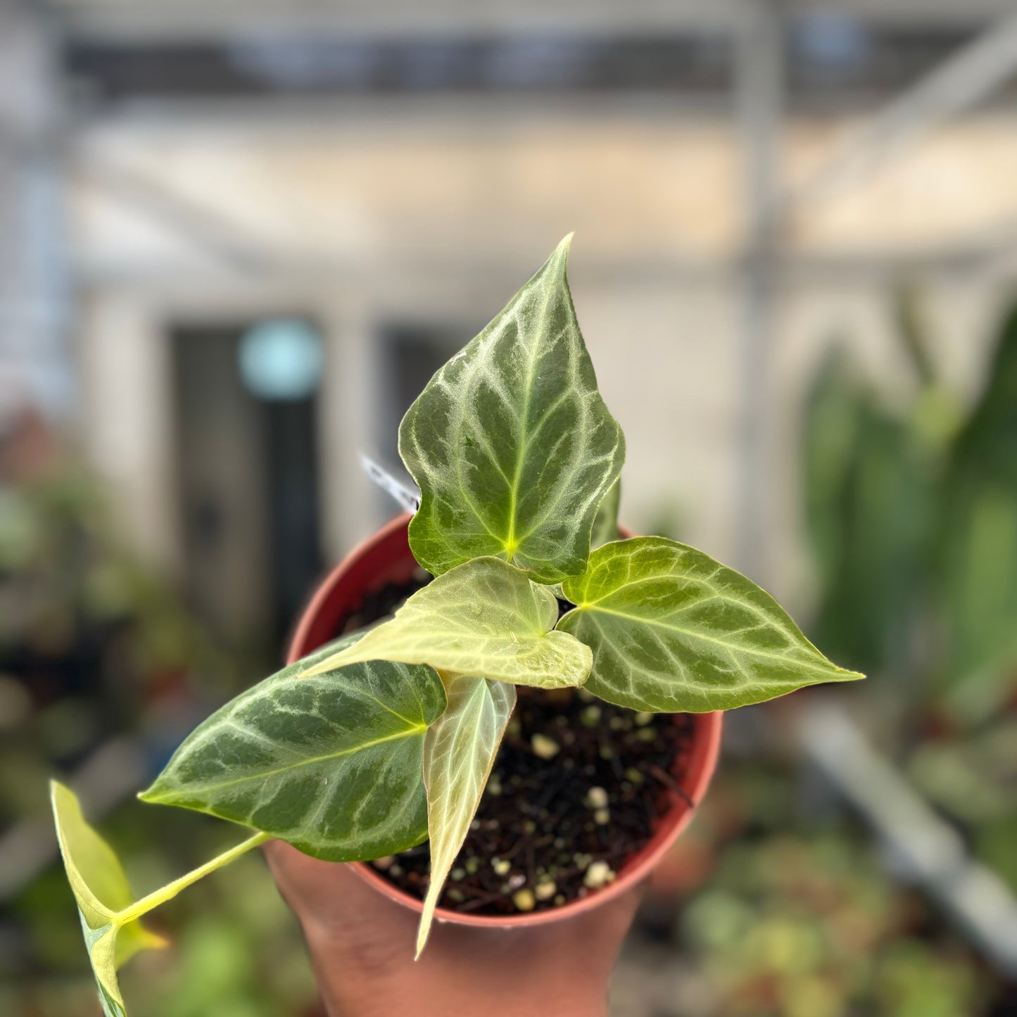 Anthurium Silver Tiger x Self — photo 4