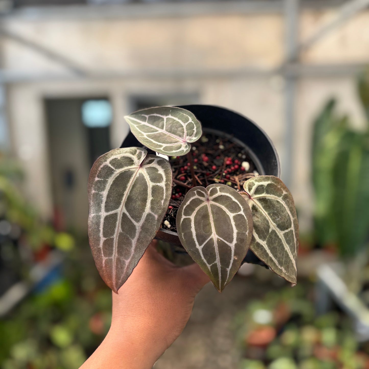 Anthurium Michelle Long — photo 2