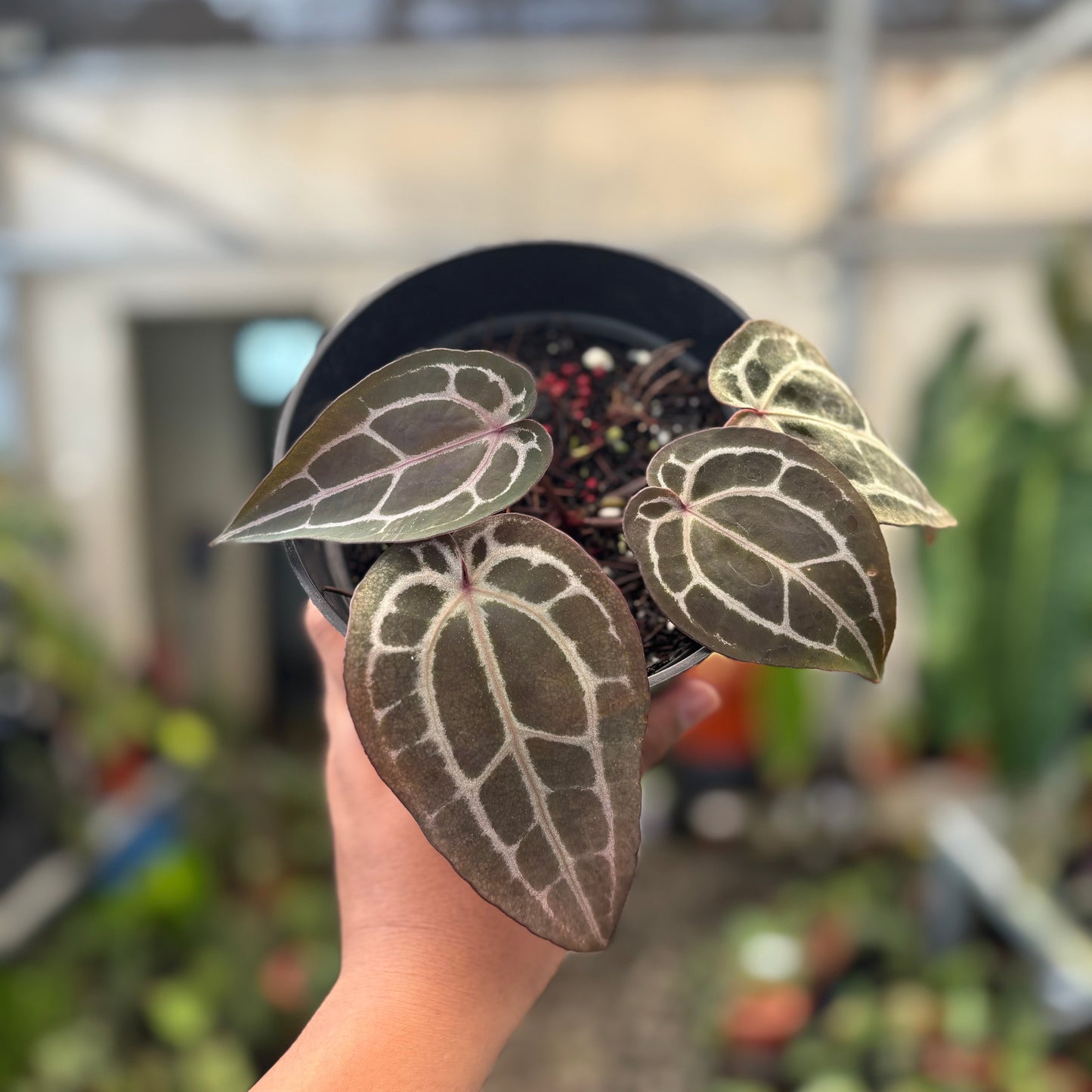 Anthurium Michelle Long — rare Indonesian plant