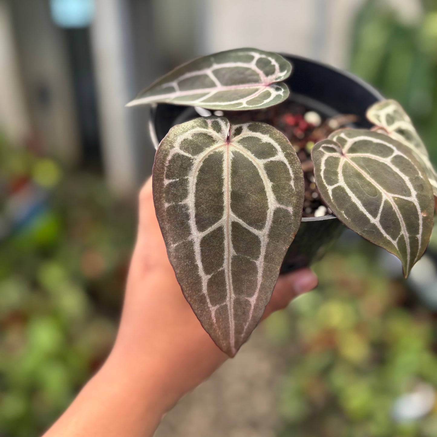 Anthurium Michelle Long — photo 3