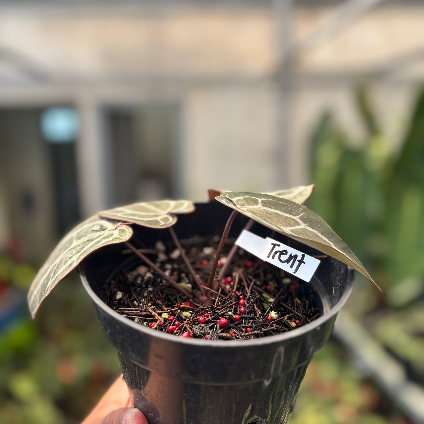 Anthurium Michelle Long — photo 4