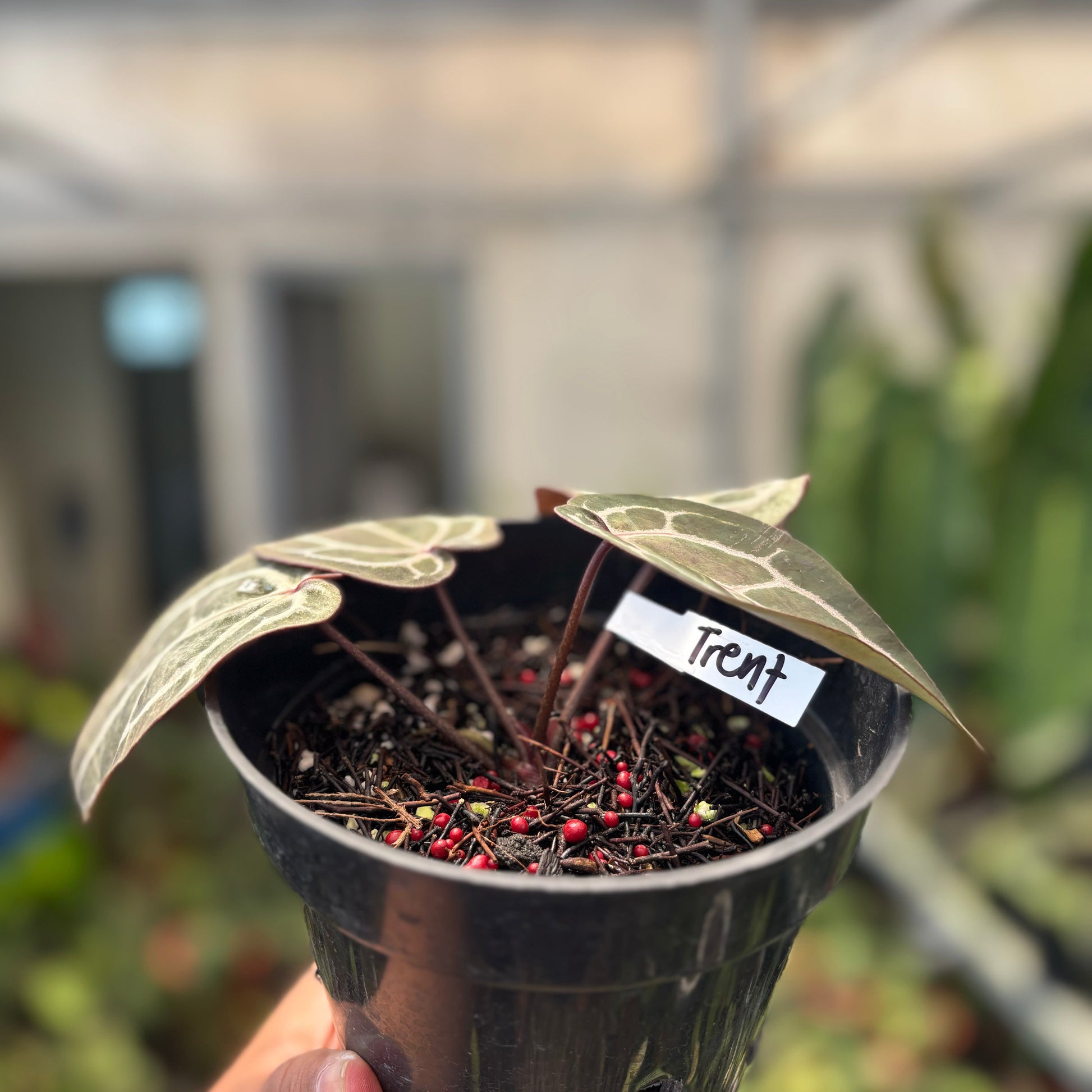 Anthurium Michelle Long — photo 4