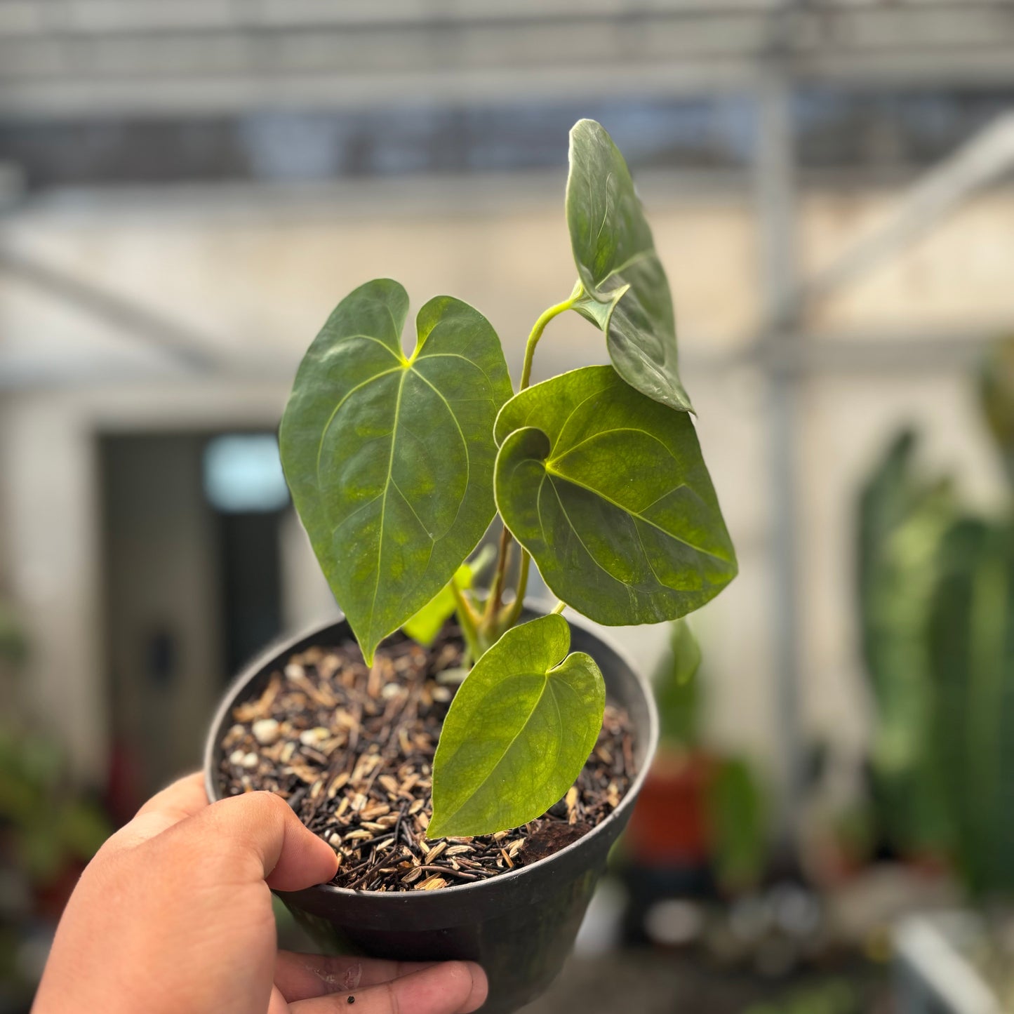Anthurium Luxurians Indonesia Type x Dorayaki — photo 2