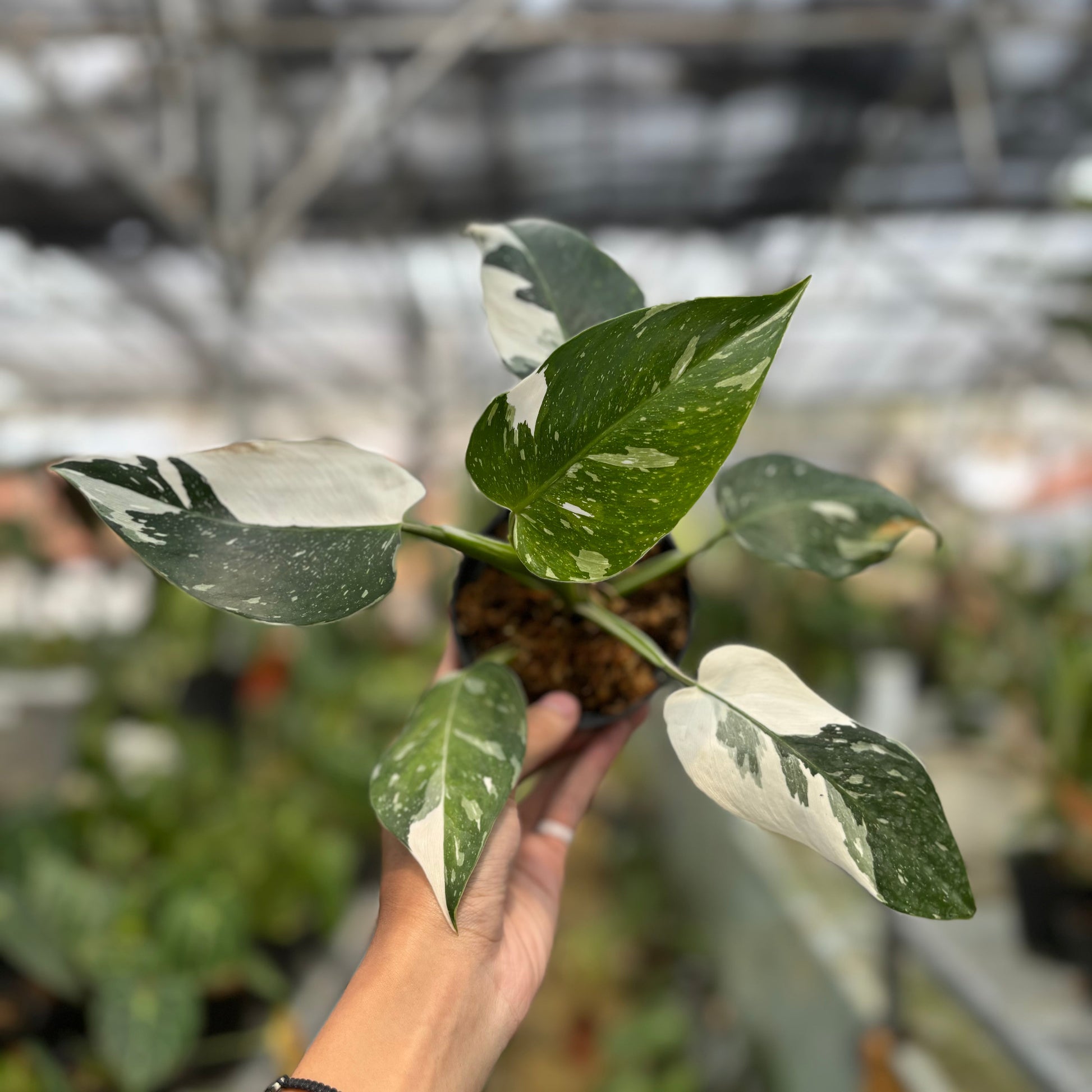 Philodendron White Wizard — rare Indonesian plant