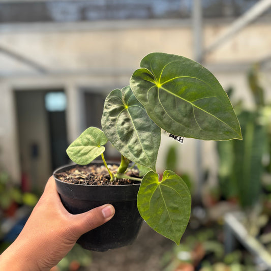 Anthurium Luxurians Indonesia Type x Dorayaki — rare Indonesian plant