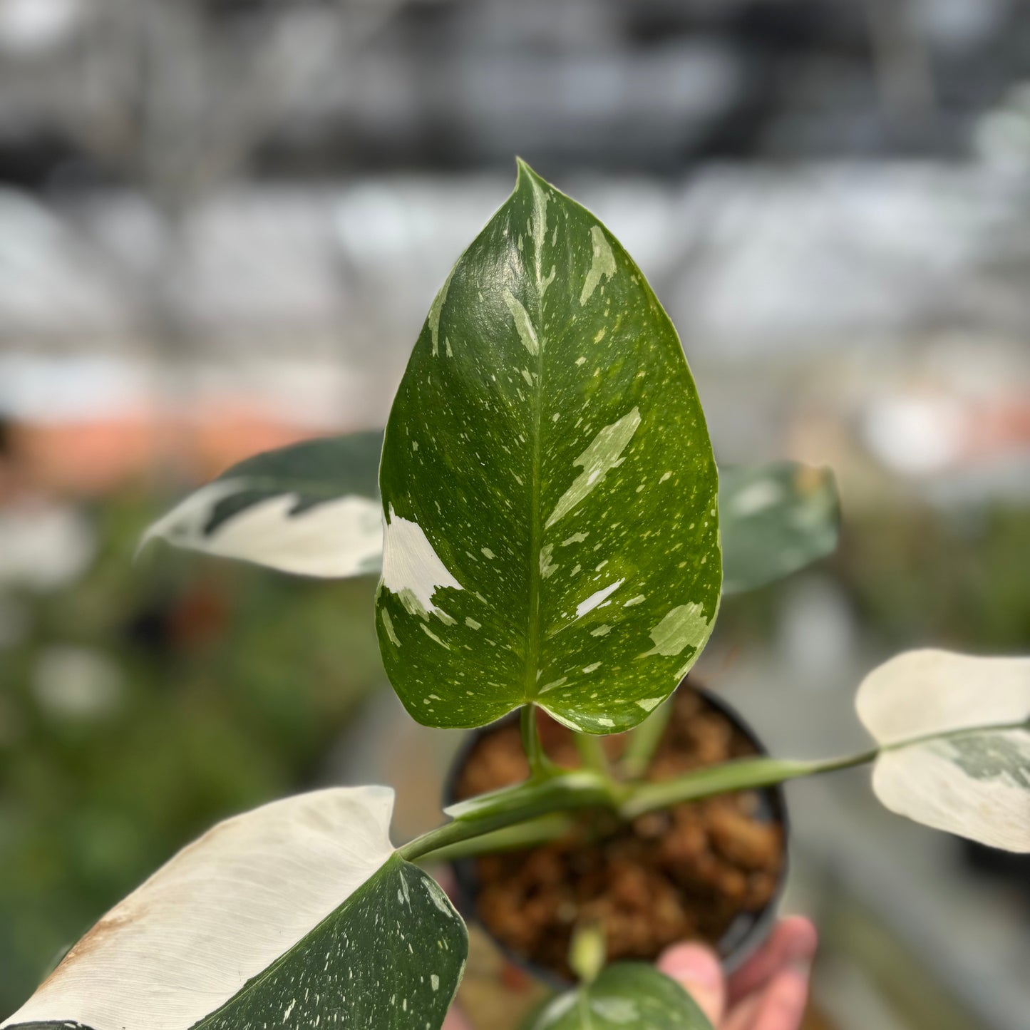 Philodendron White Wizard — photo 2
