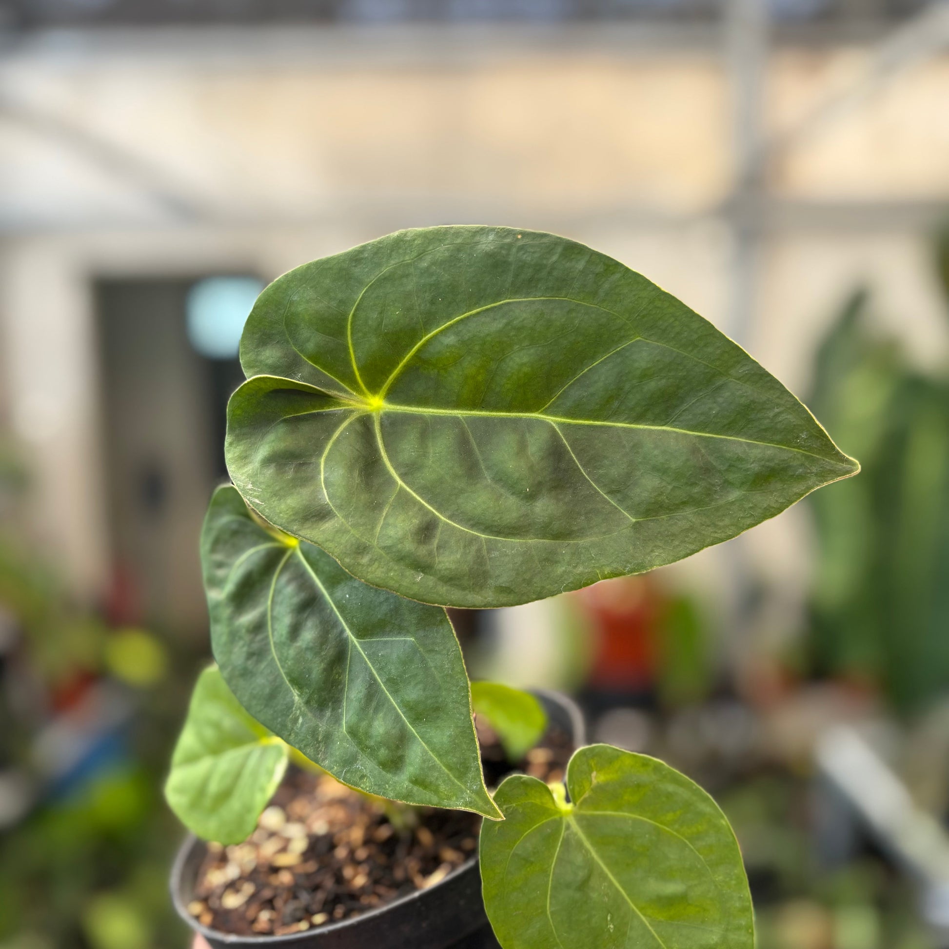 Anthurium Luxurians Indonesia Type x Dorayaki — photo 3