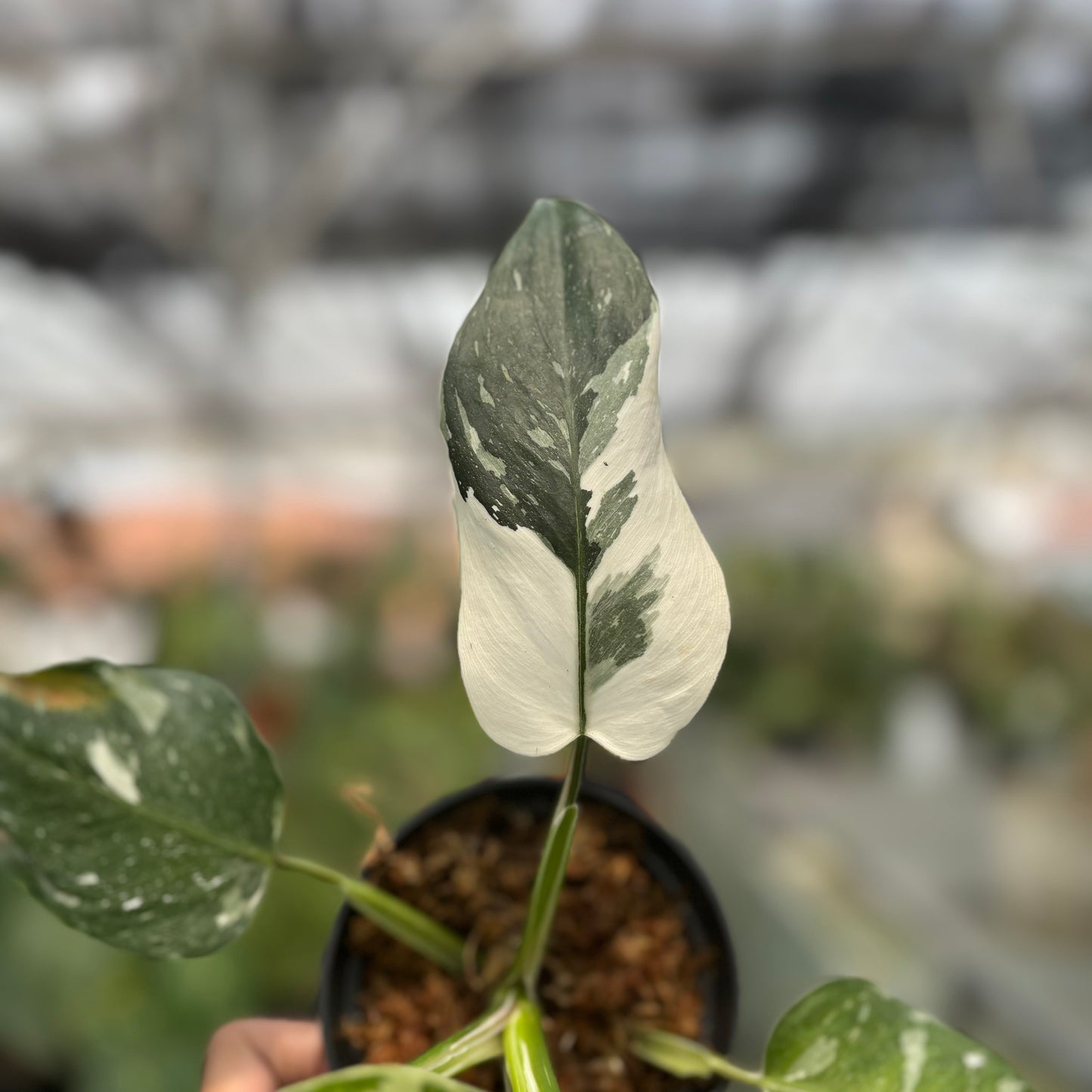 Philodendron White Wizard — photo 3