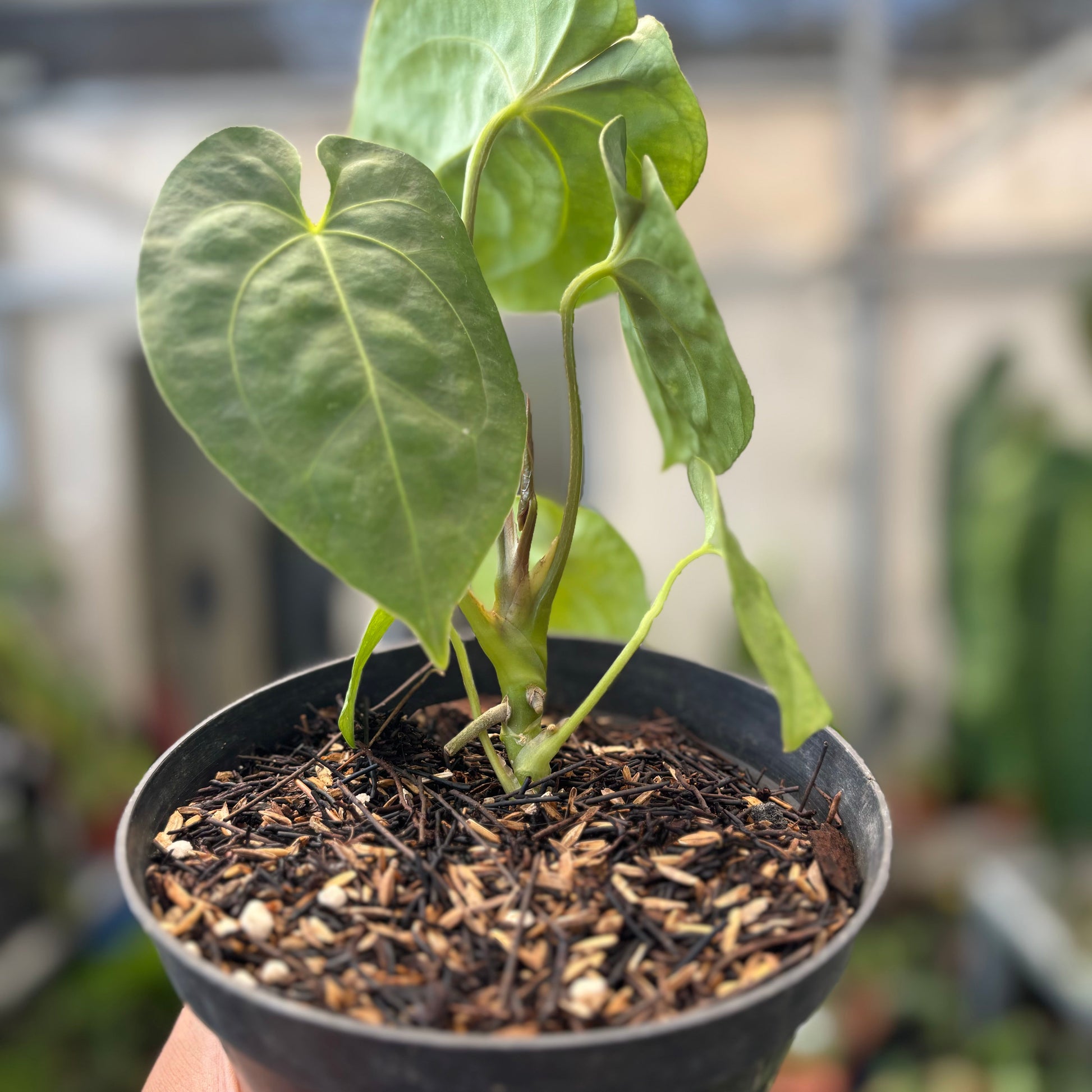 Anthurium Luxurians Indonesia Type x Dorayaki — photo 4