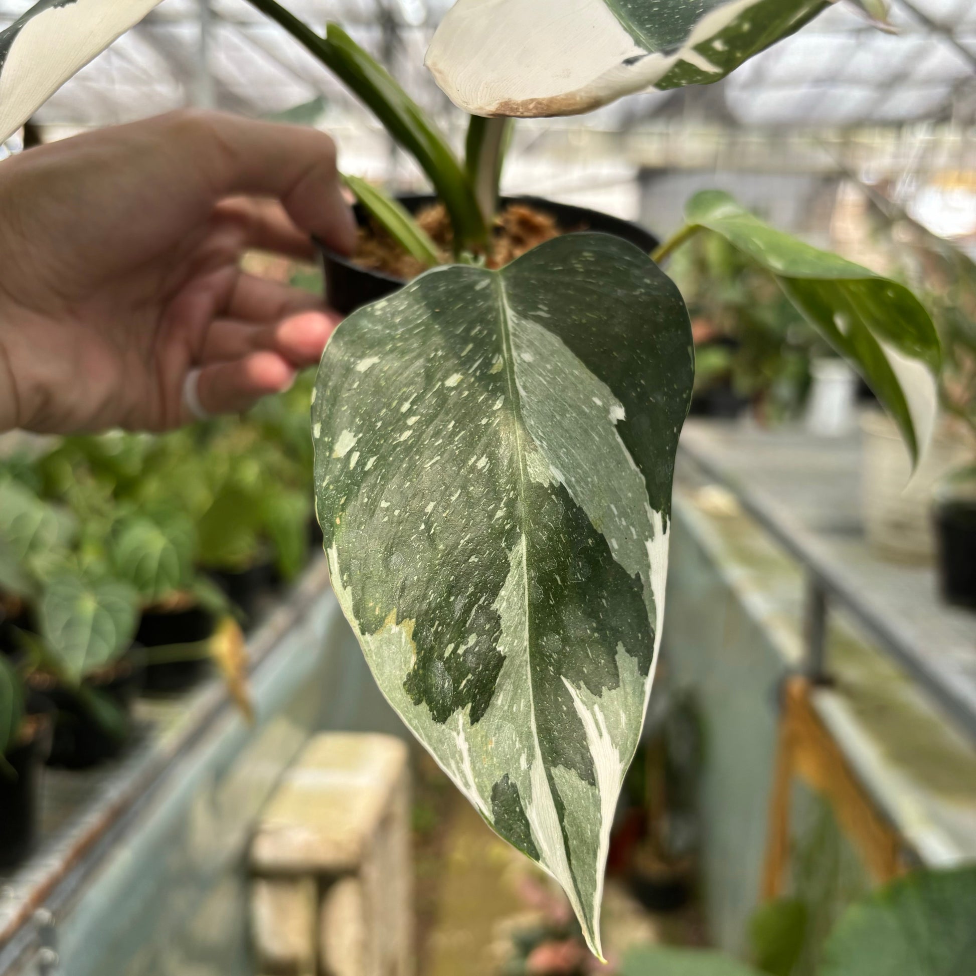 Philodendron White Wizard — photo 4