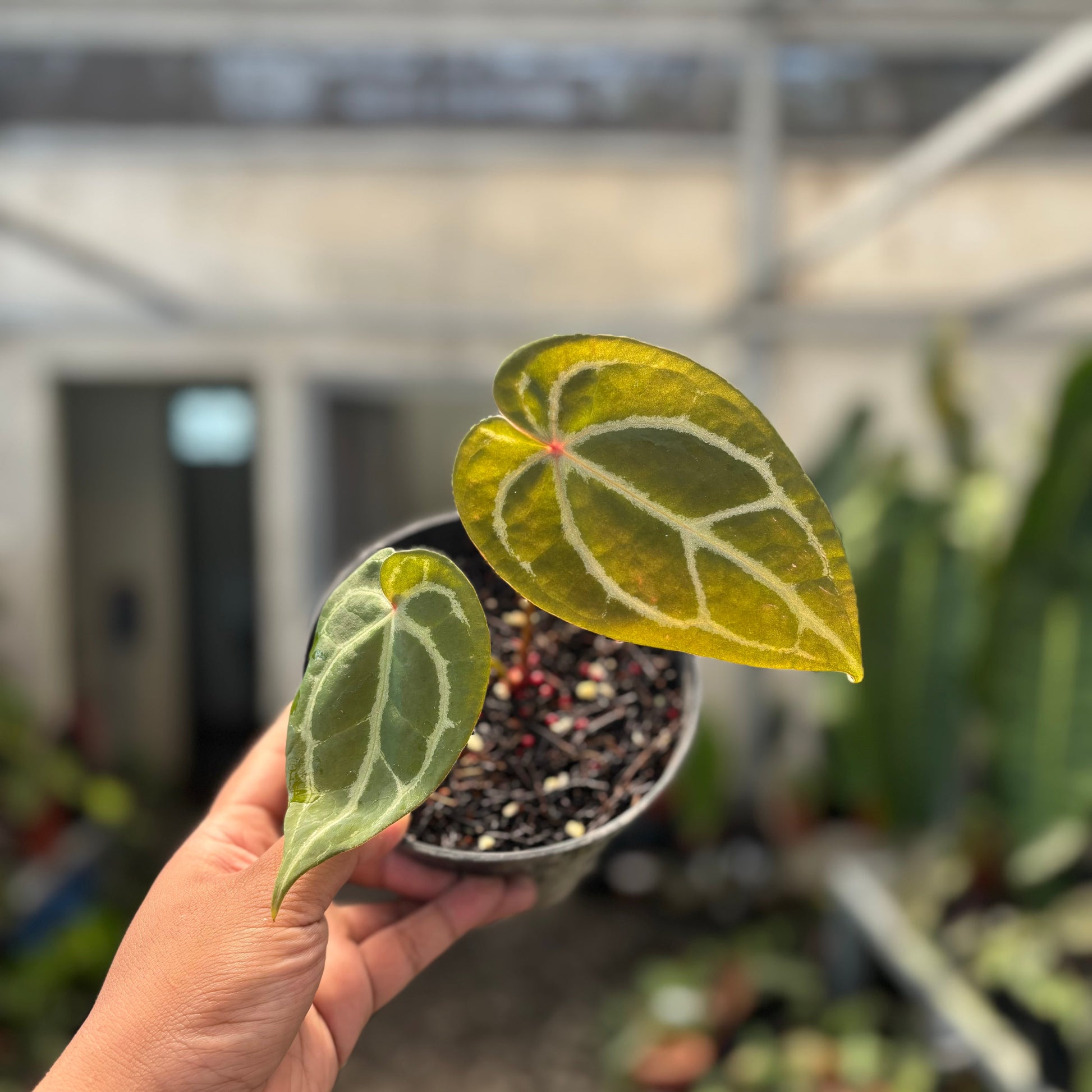 Anthurium Forgetii Red Dot — photo 3