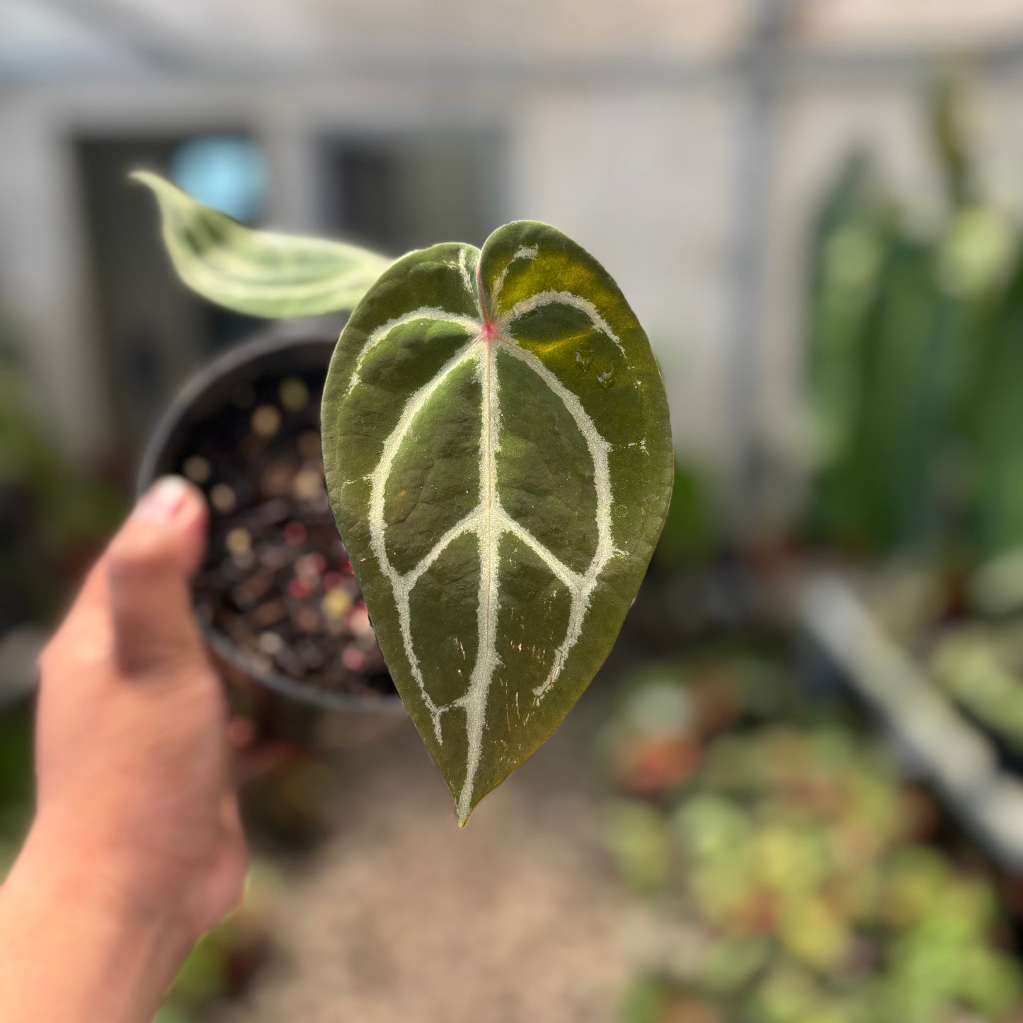 Anthurium Forgetii Red Dot — photo 2