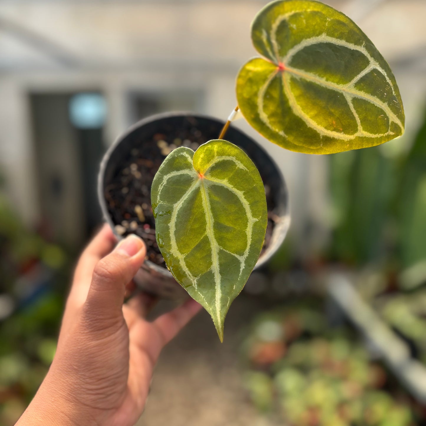 Anthurium Forgetii Red Dot — rare Indonesian plant