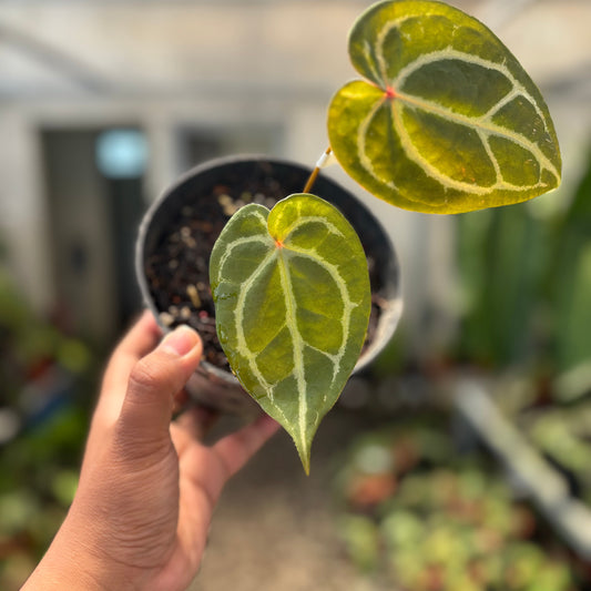 Anthurium Forgetii Red Dot — rare Indonesian plant