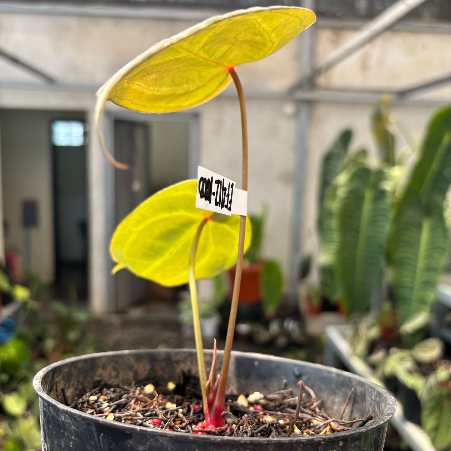 Anthurium Forgetii Red Dot — photo 4