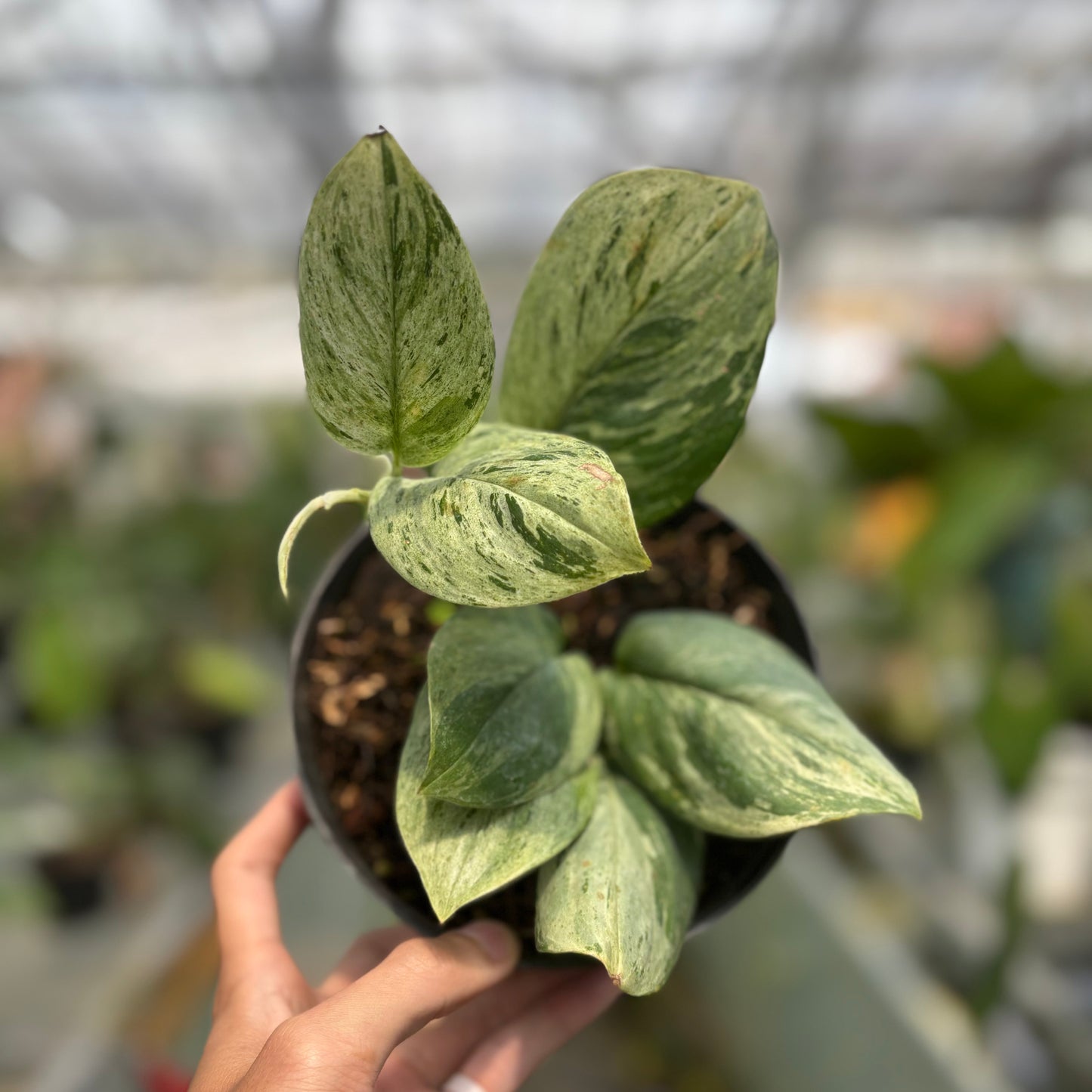 Scindapsus Marble — rare Indonesian plant