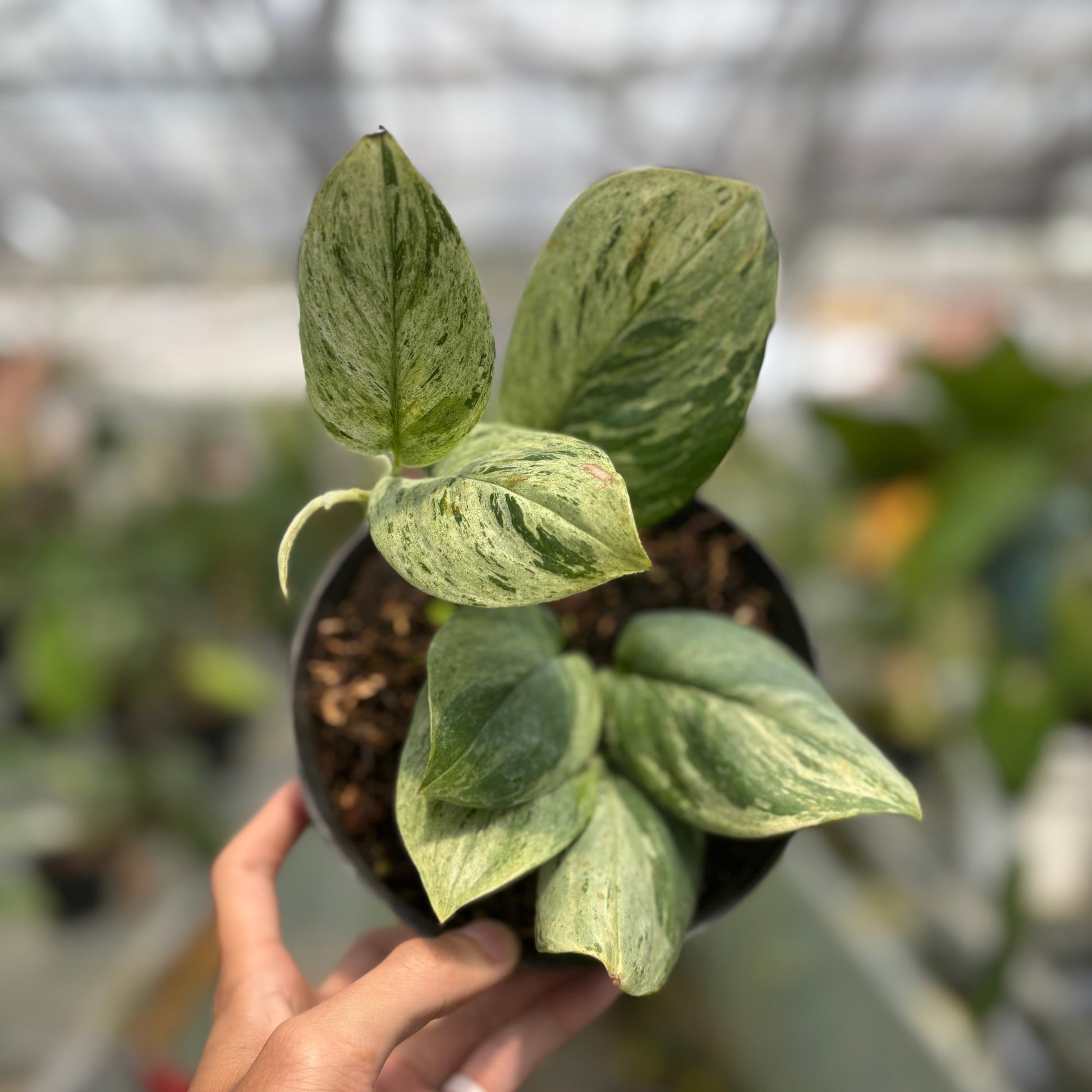 Scindapsus Marble — rare Indonesian plant