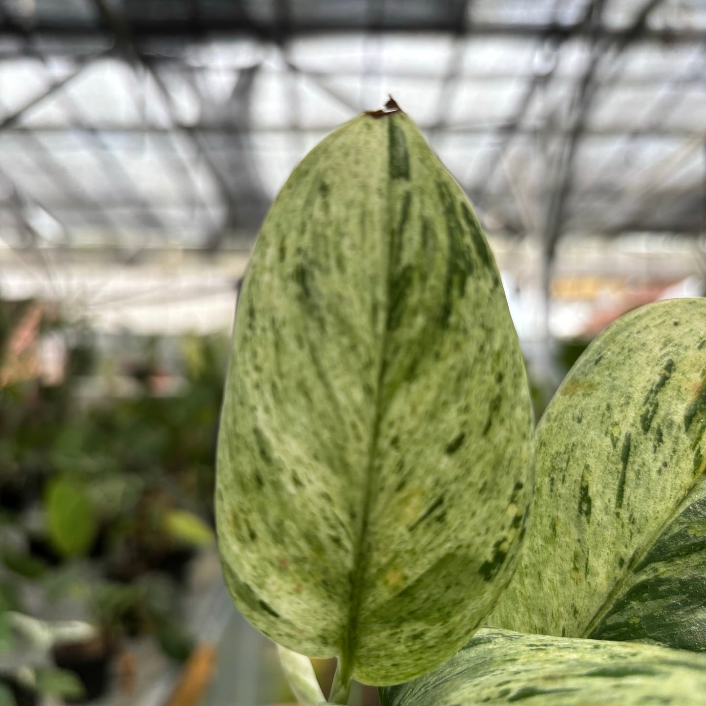 Scindapsus Marble — photo 2