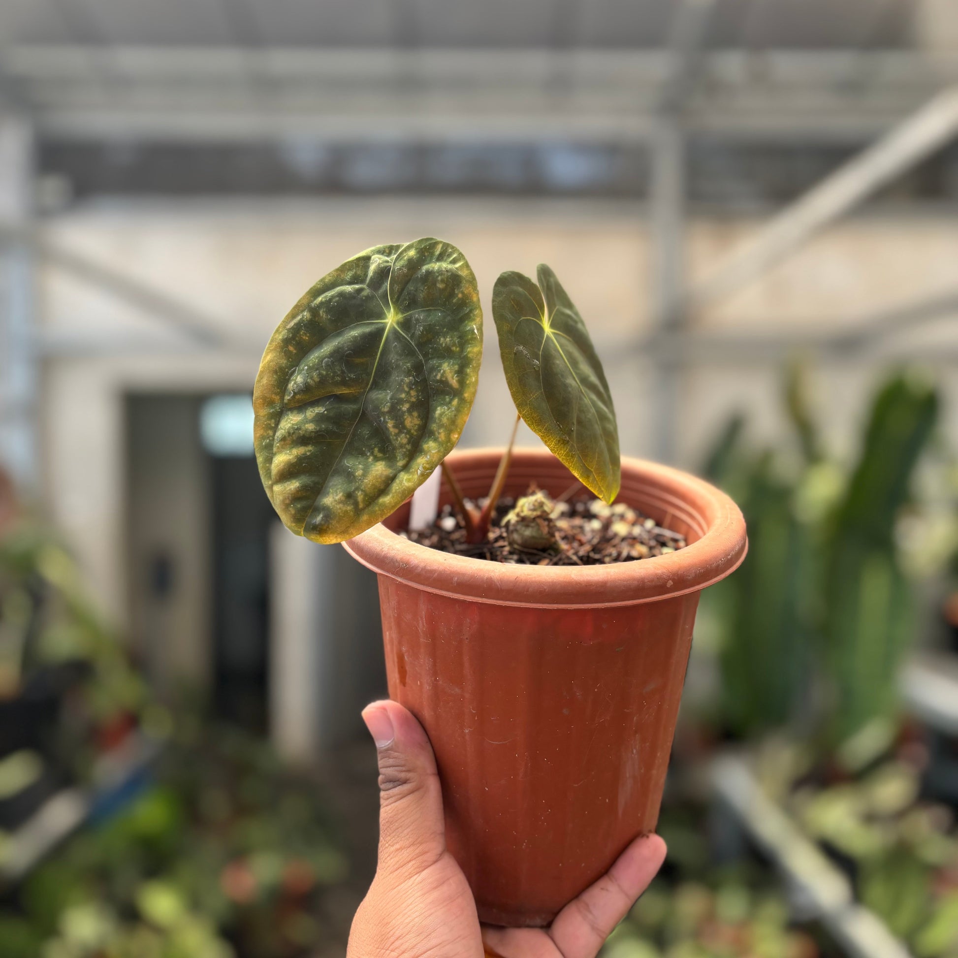 Anthurium Papillilaminum x Villenaorum — rare Indonesian plant