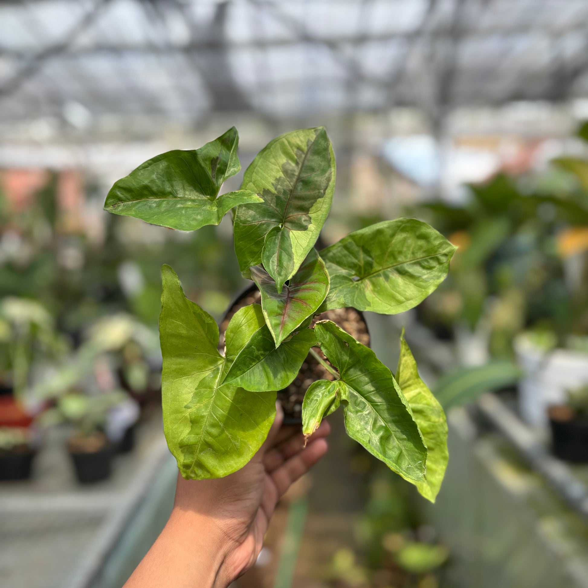 Syngonium Morubay — rare Indonesian plant