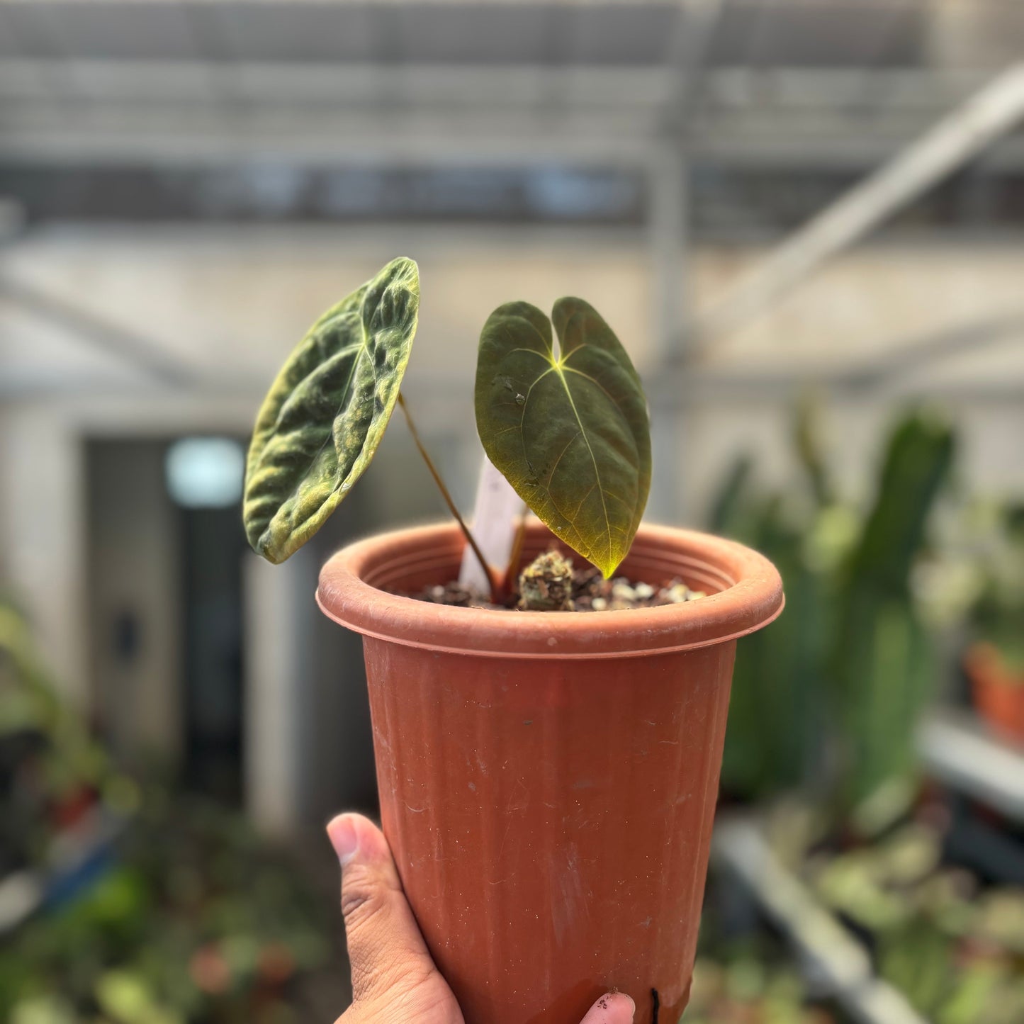 Anthurium Papillilaminum x Villenaorum — photo 2