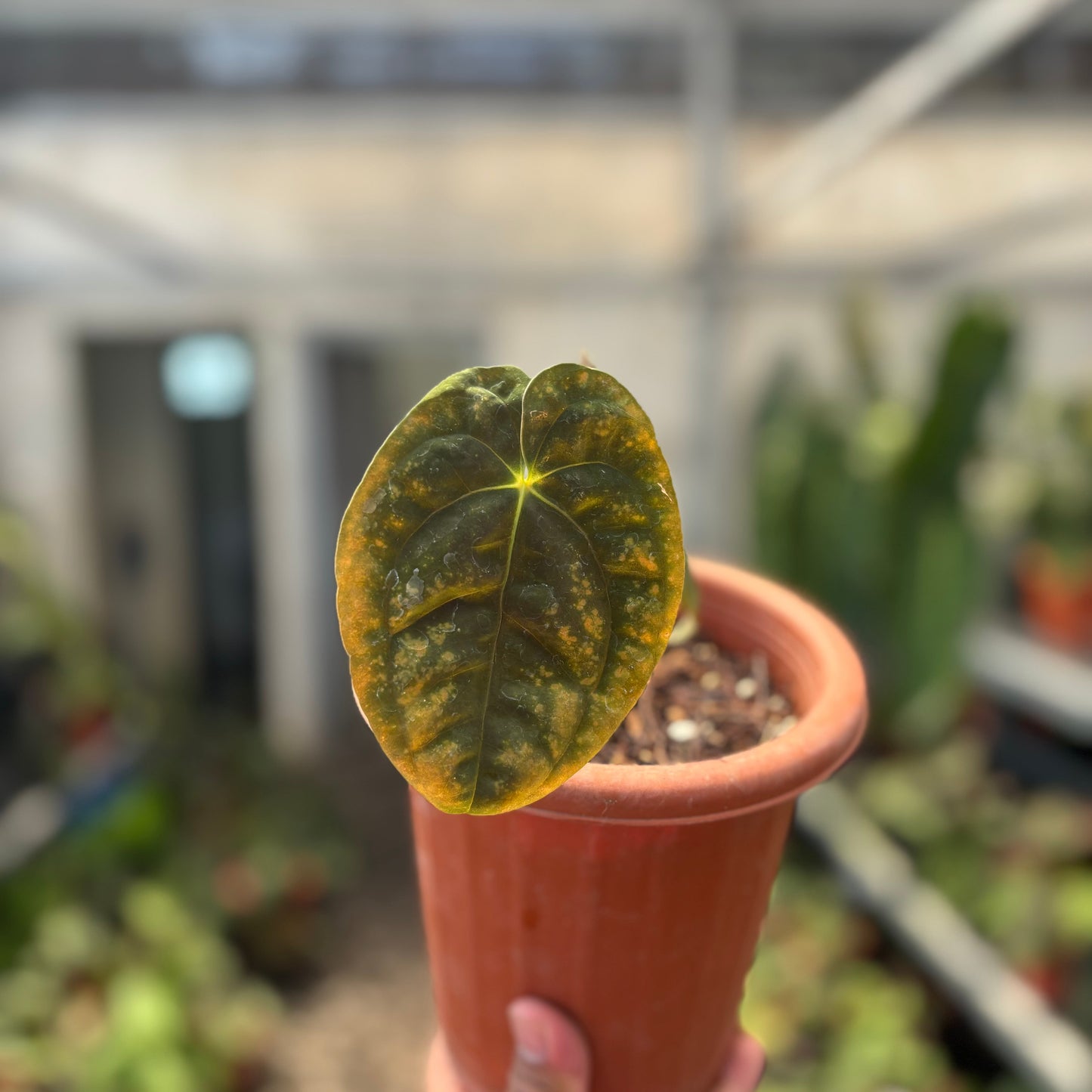 Anthurium Papillilaminum x Villenaorum — photo 3