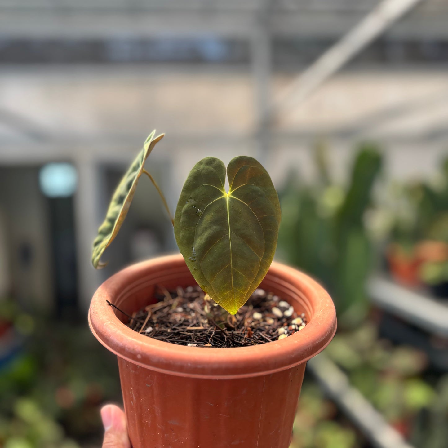 Anthurium Papillilaminum x Villenaorum — photo 4