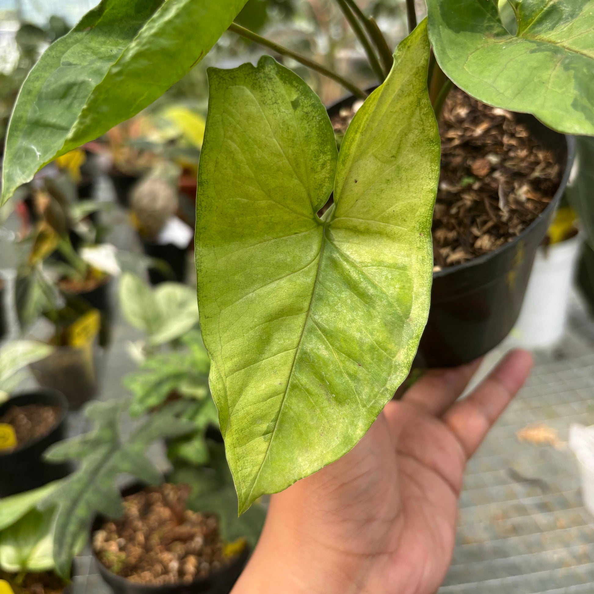 Syngonium Morubay — photo 4