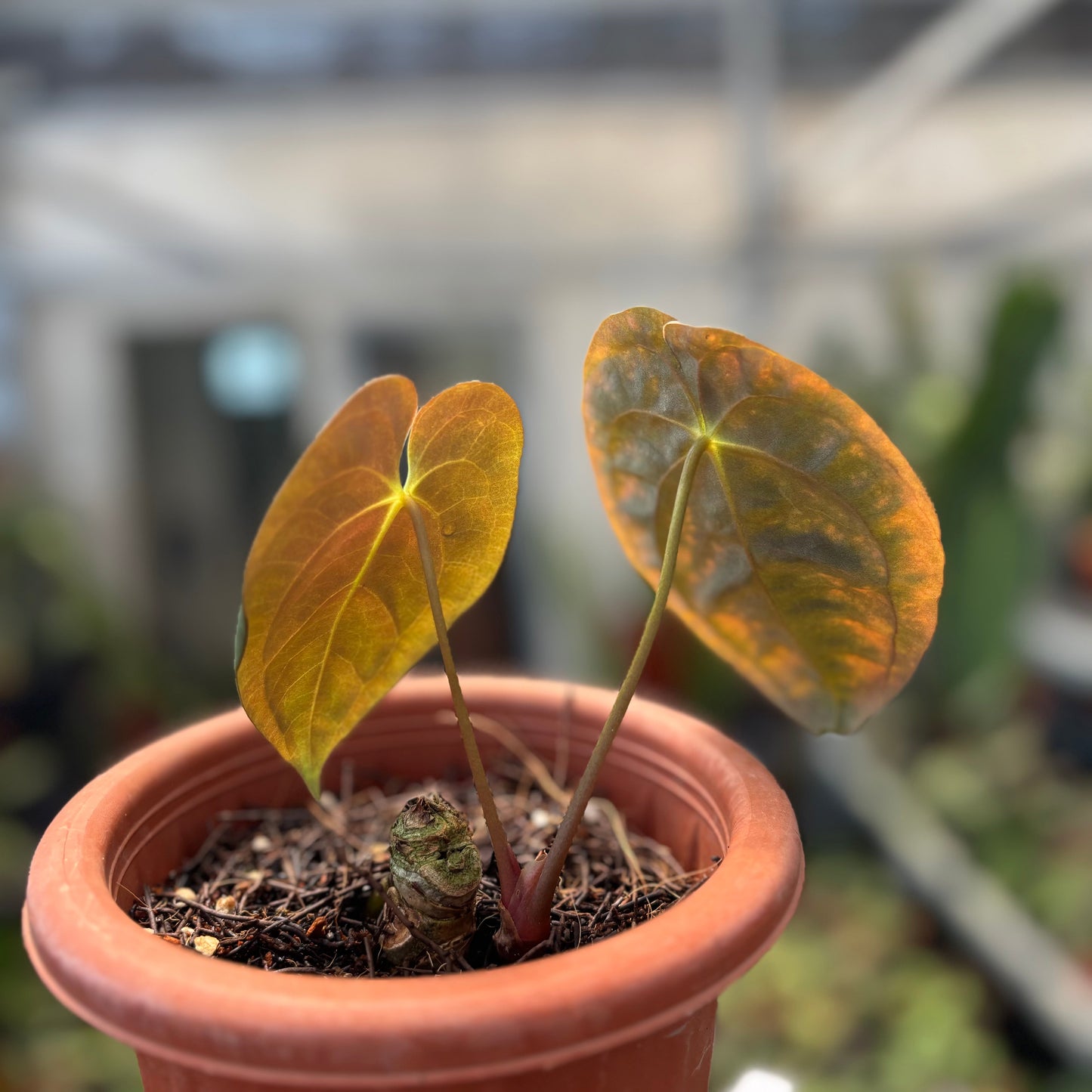 Anthurium Papillilaminum x Villenaorum — photo 5