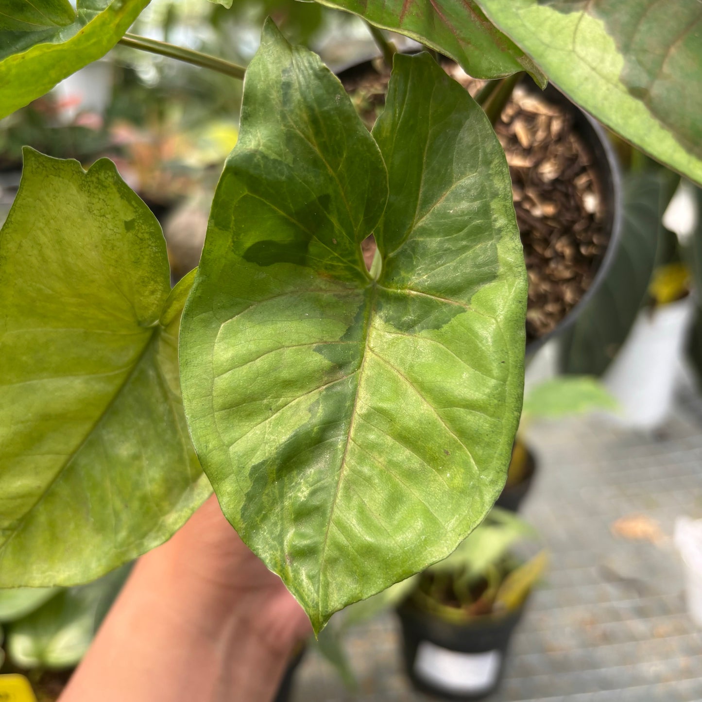 Syngonium Morubay — photo 5