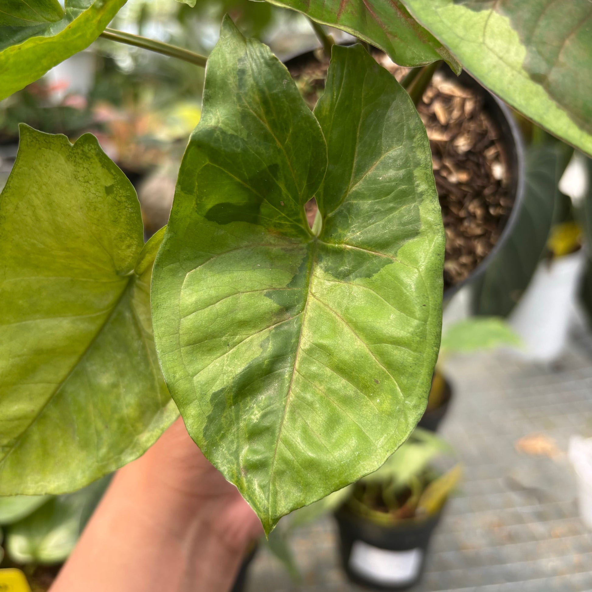 Syngonium Morubay — photo 5