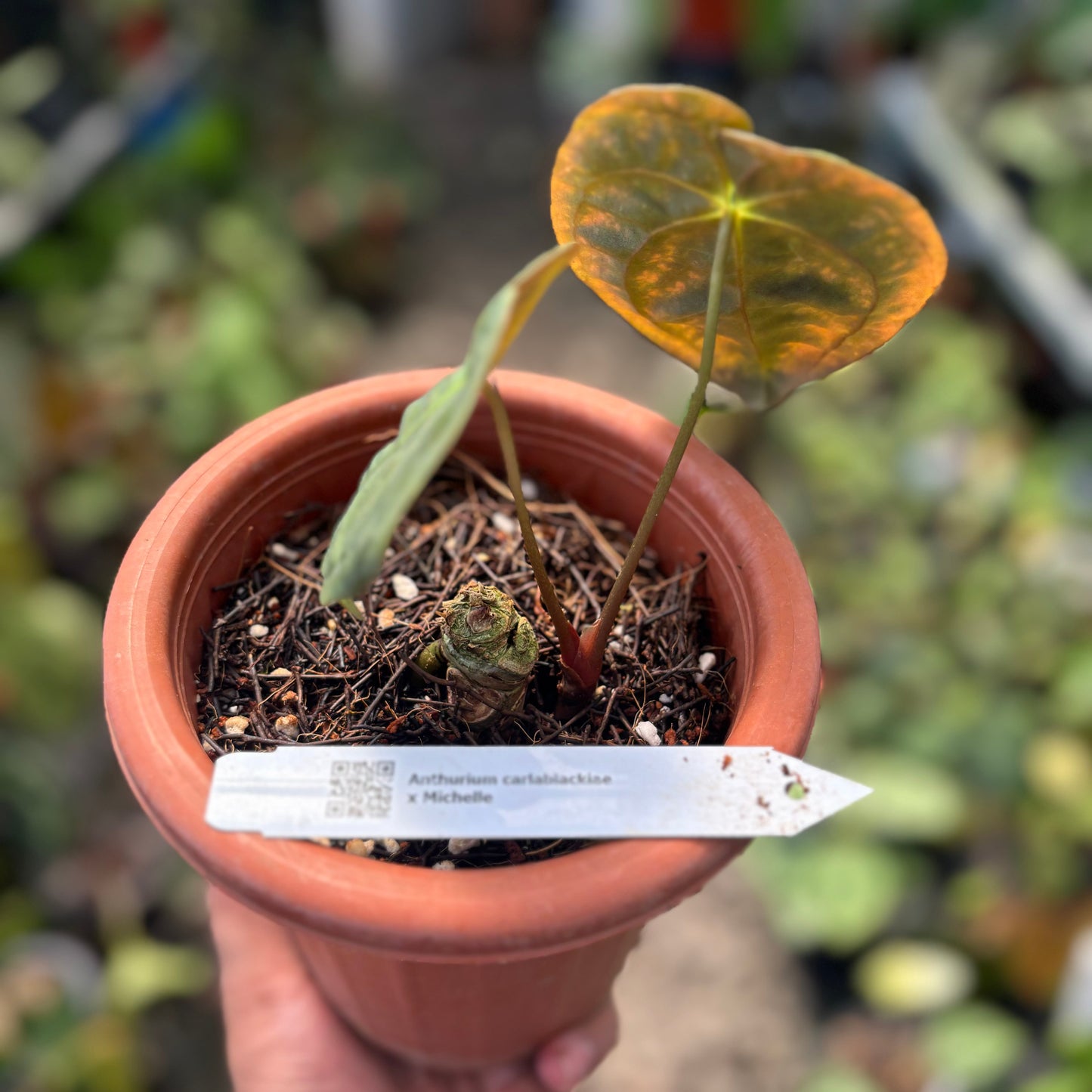 Anthurium Papillilaminum x Villenaorum — photo 6