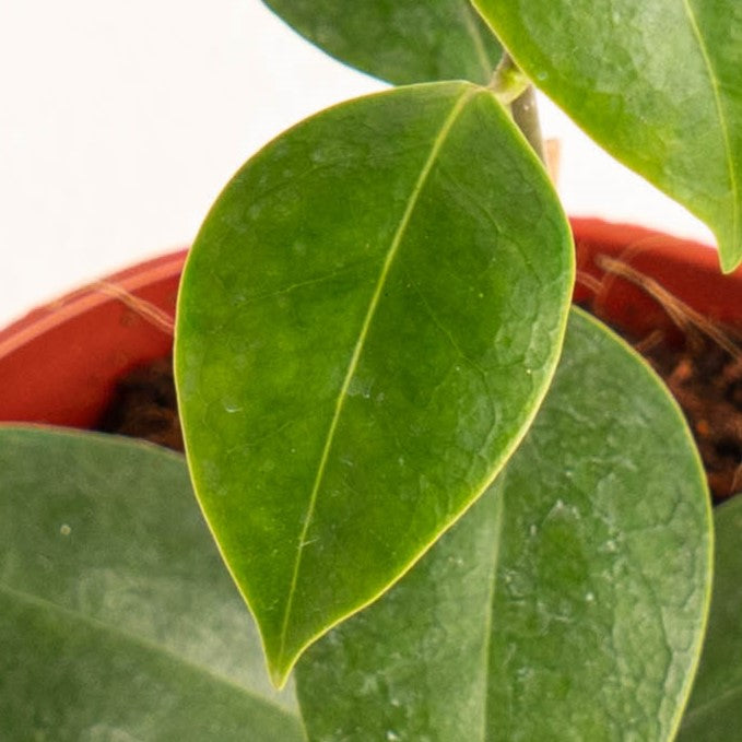 Hoya Paziae