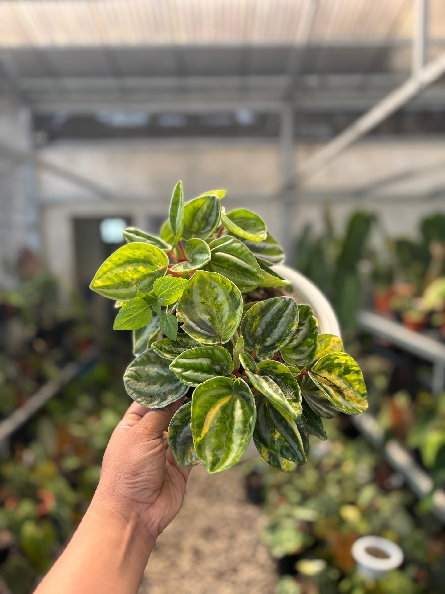 Peperomia Variegated — rare Indonesian plant