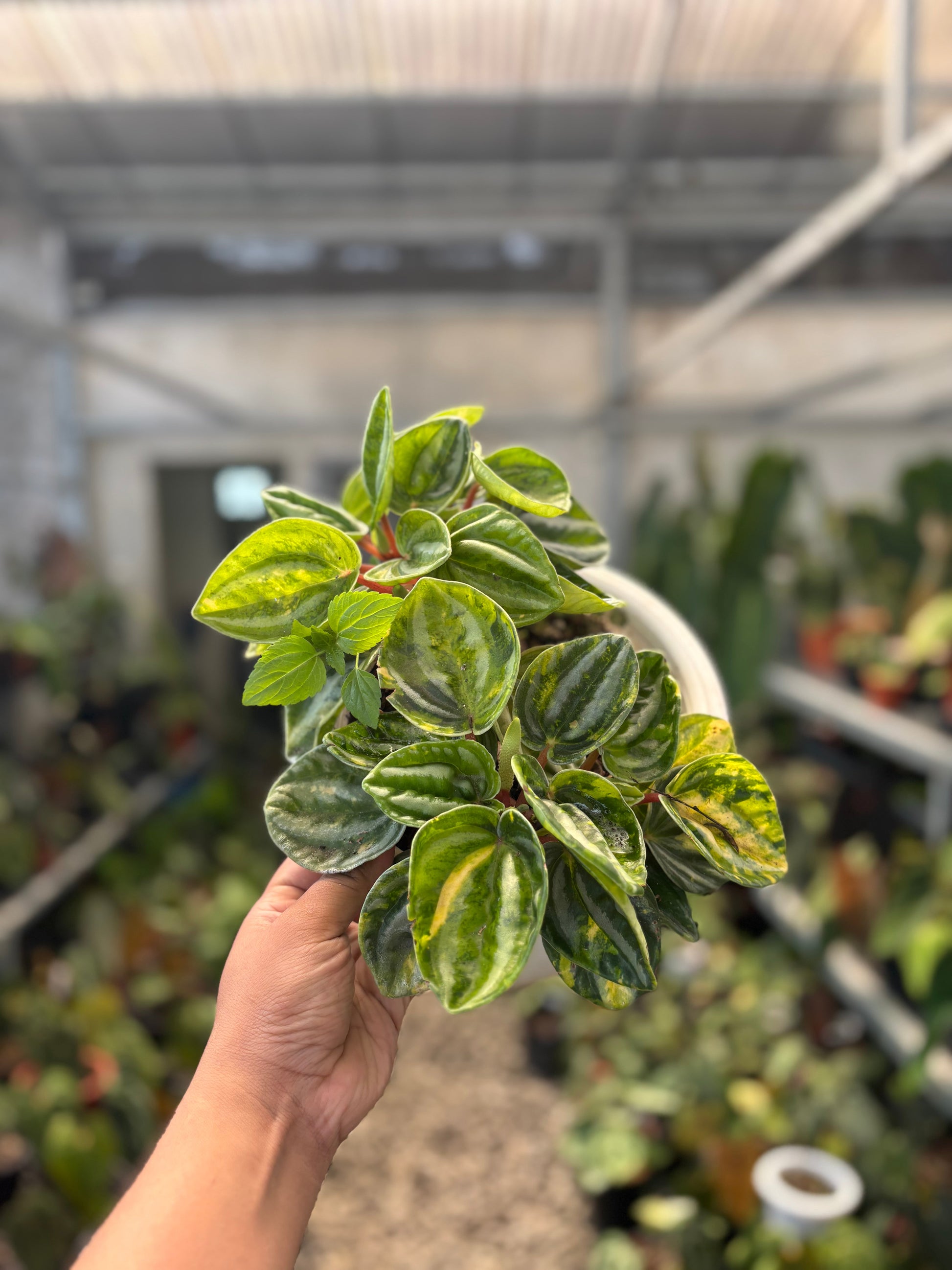 Peperomia Variegated — rare Indonesian plant