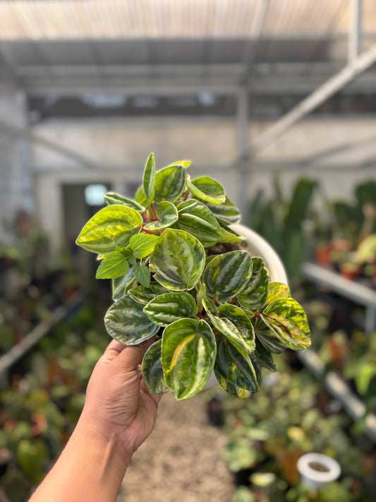 Peperomia Variegated — rare Indonesian plant