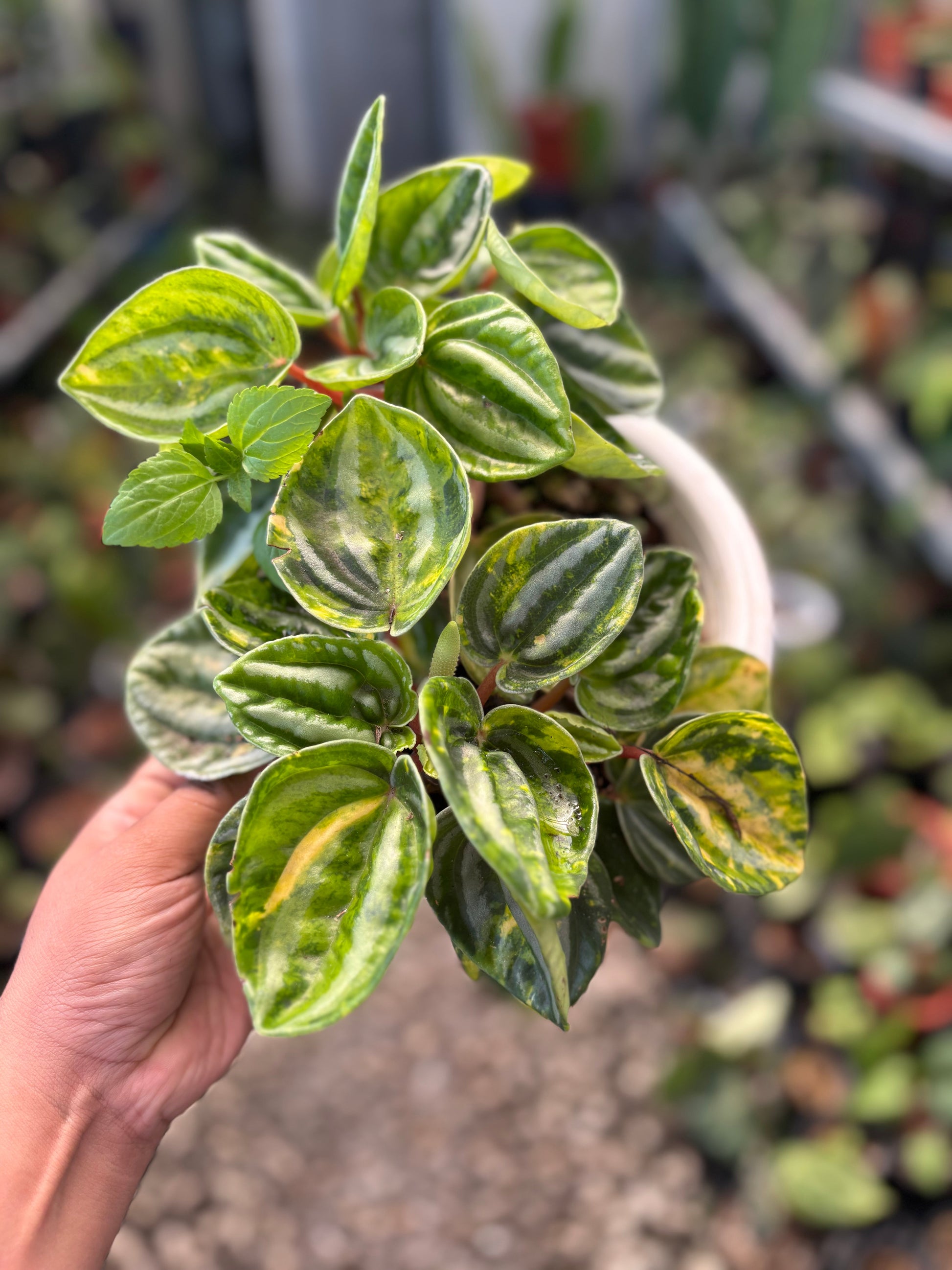 Peperomia Variegated — photo 2