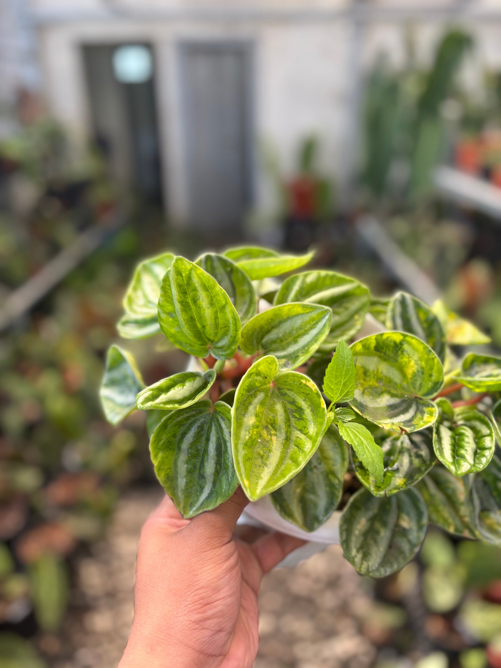 Peperomia Variegated — photo 3