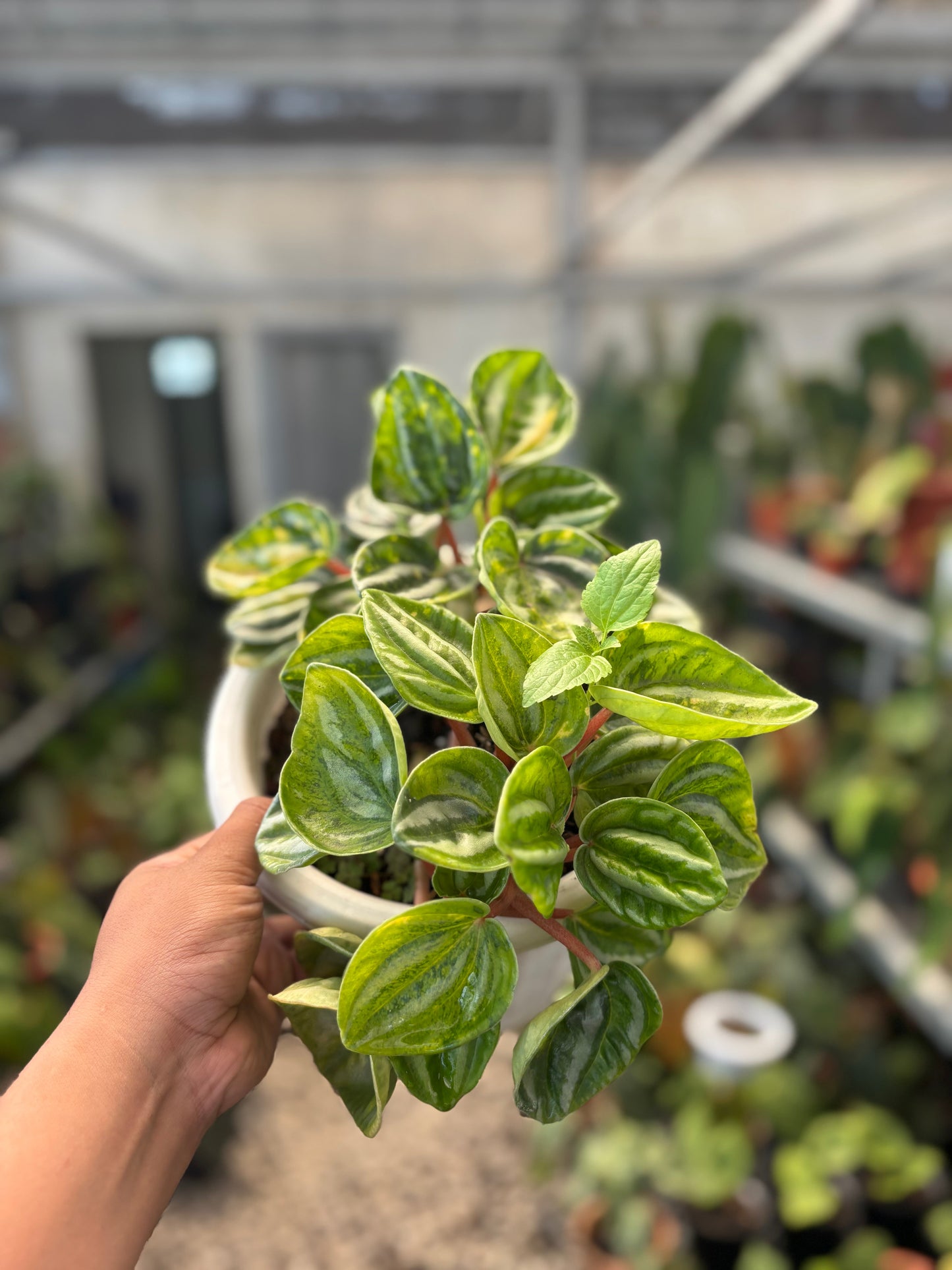 Peperomia Variegated — photo 4