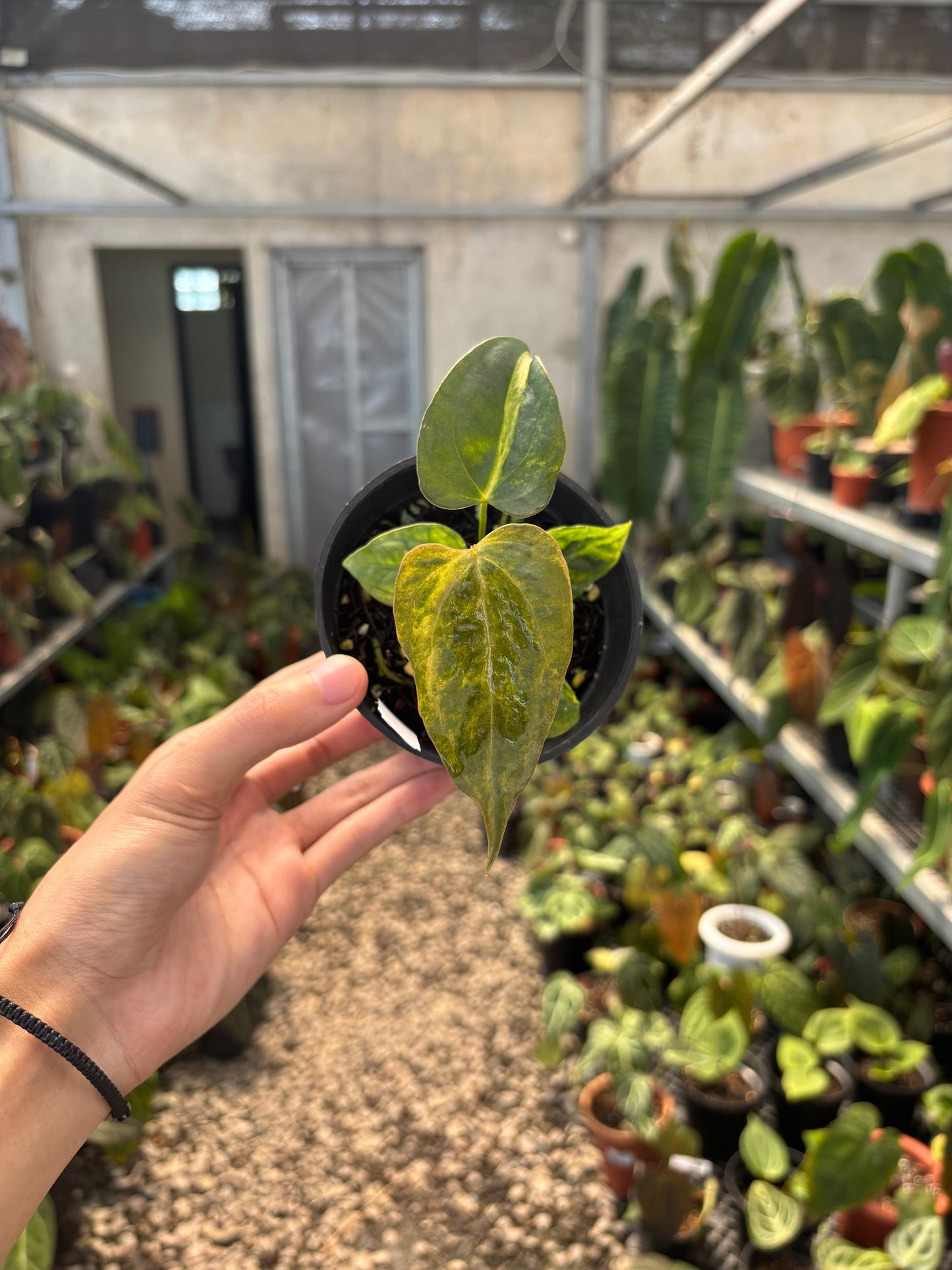 Anthurium Papillilaminum Variegated x Subsignatum — photo 6