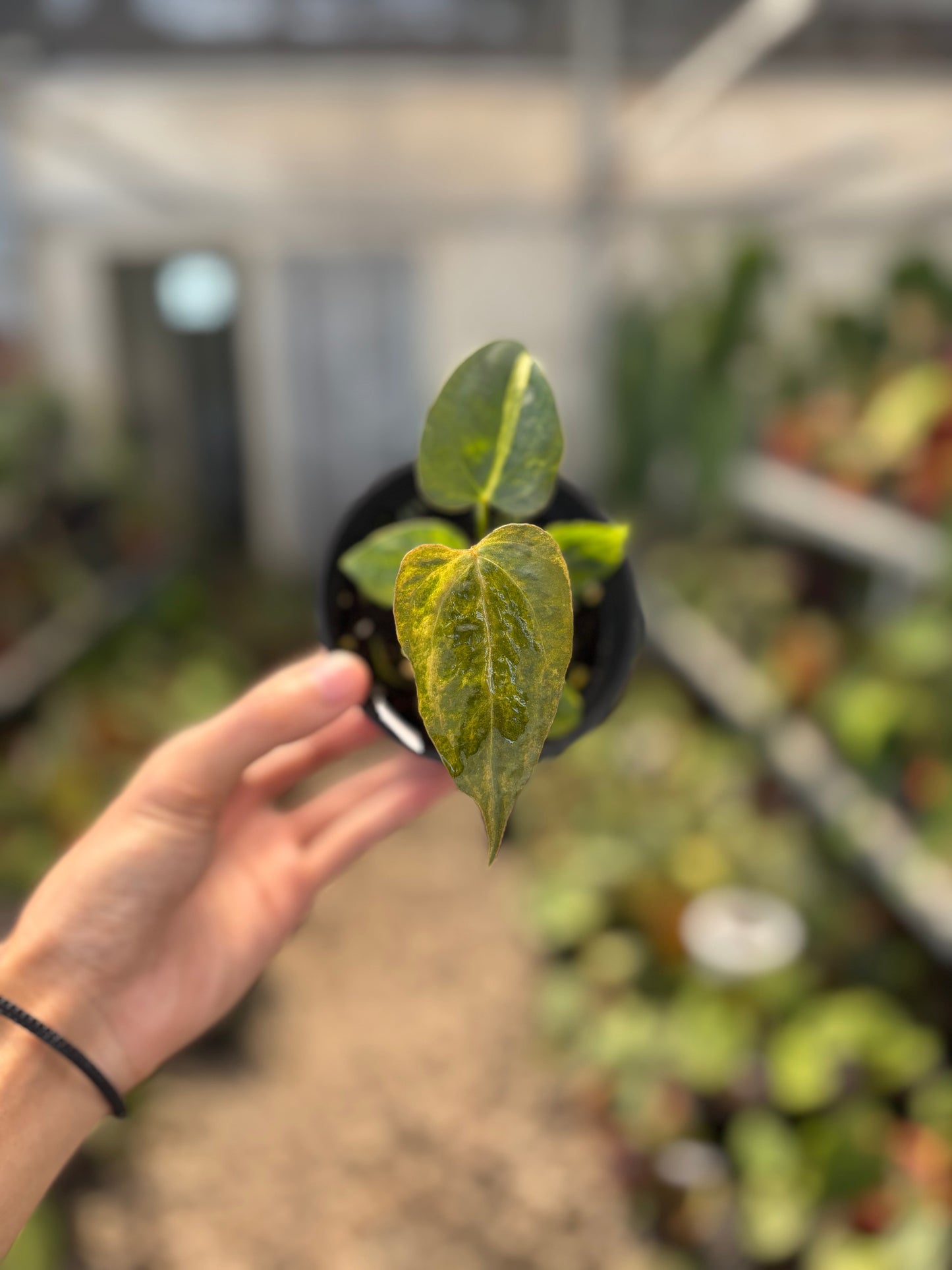 Anthurium Papillilaminum Variegated x Subsignatum — photo 4